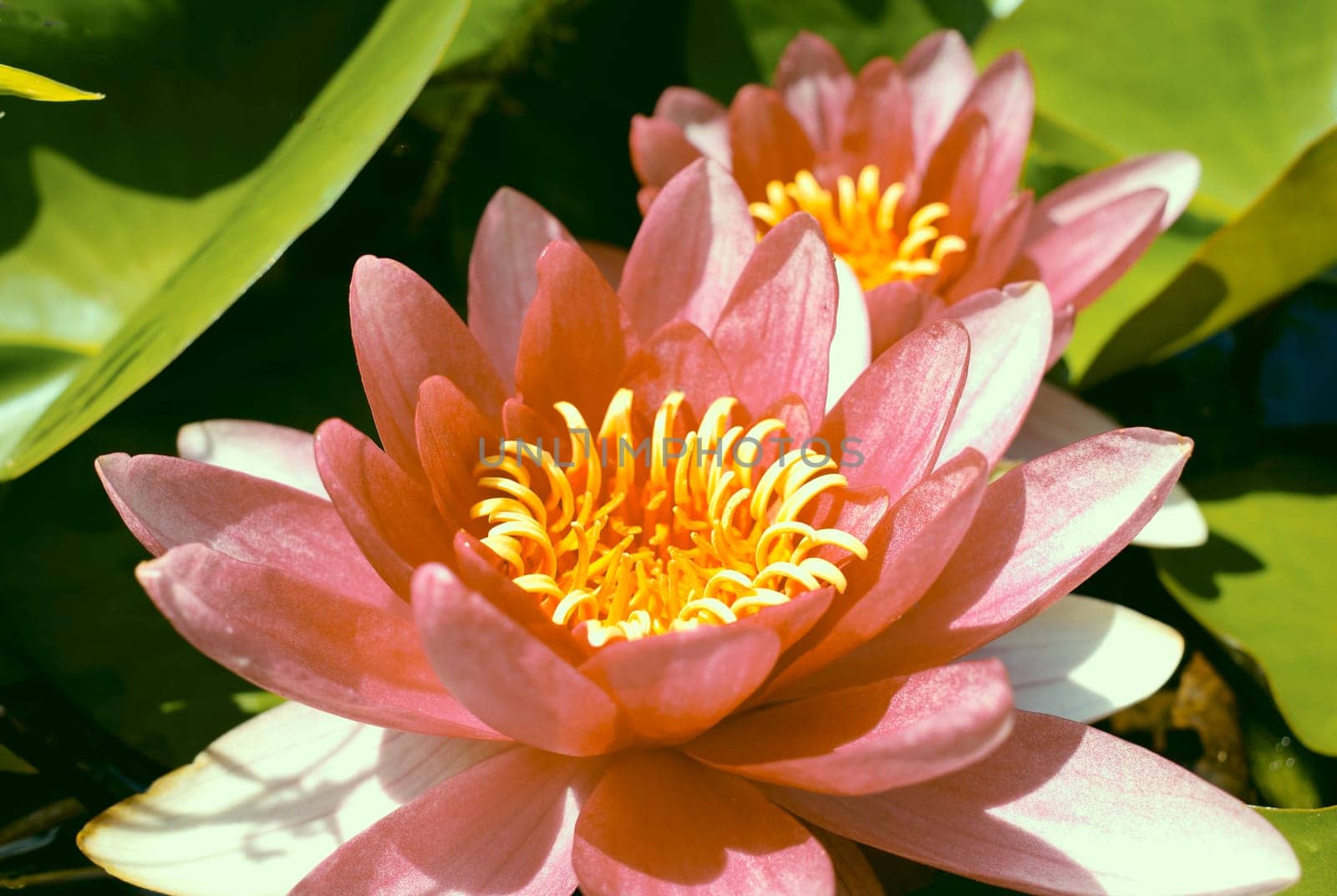 Two pink colored water lilies with with yellow stamens