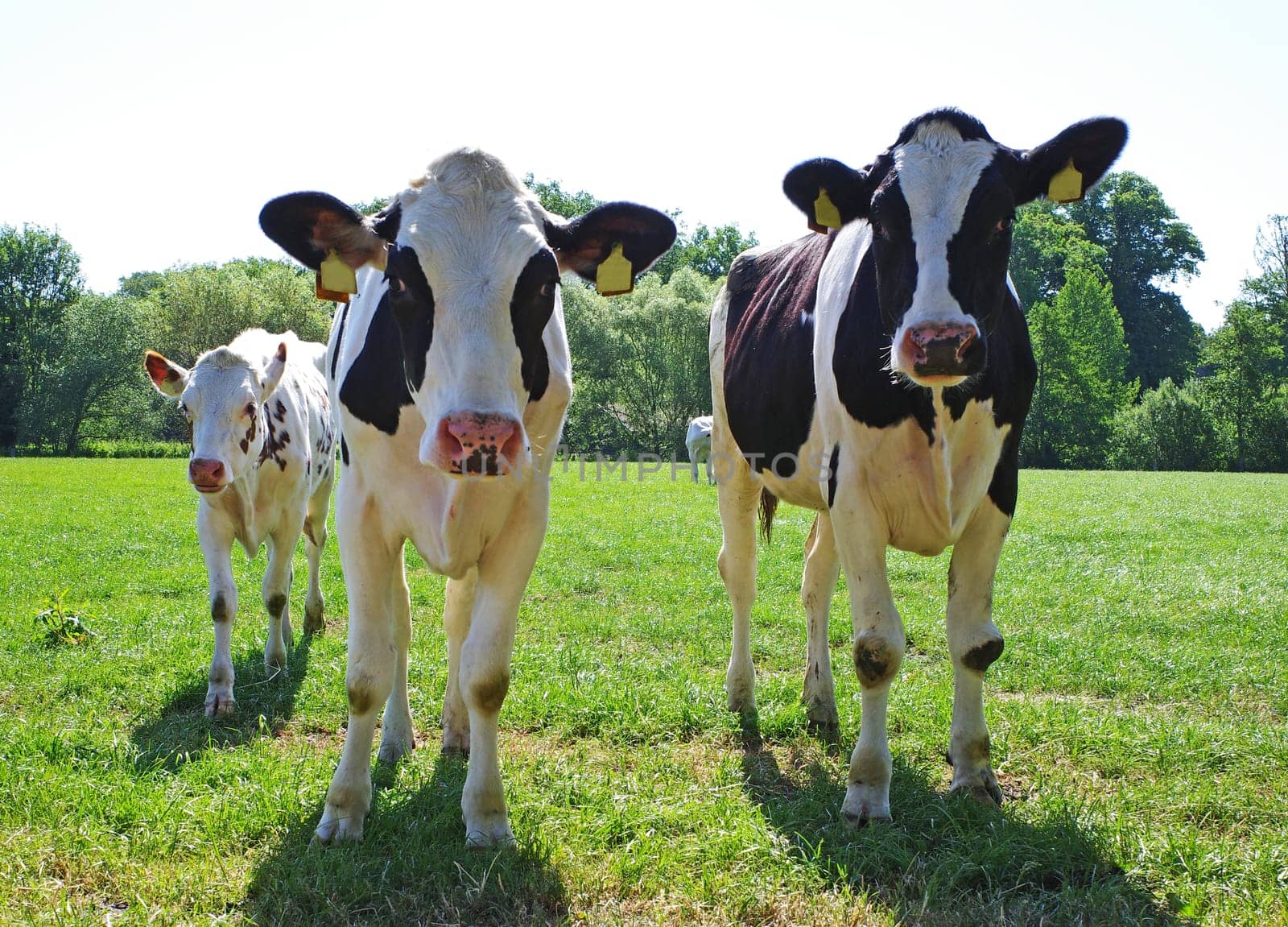 Three curious black and white young cows. The breed is Holstein Friesian