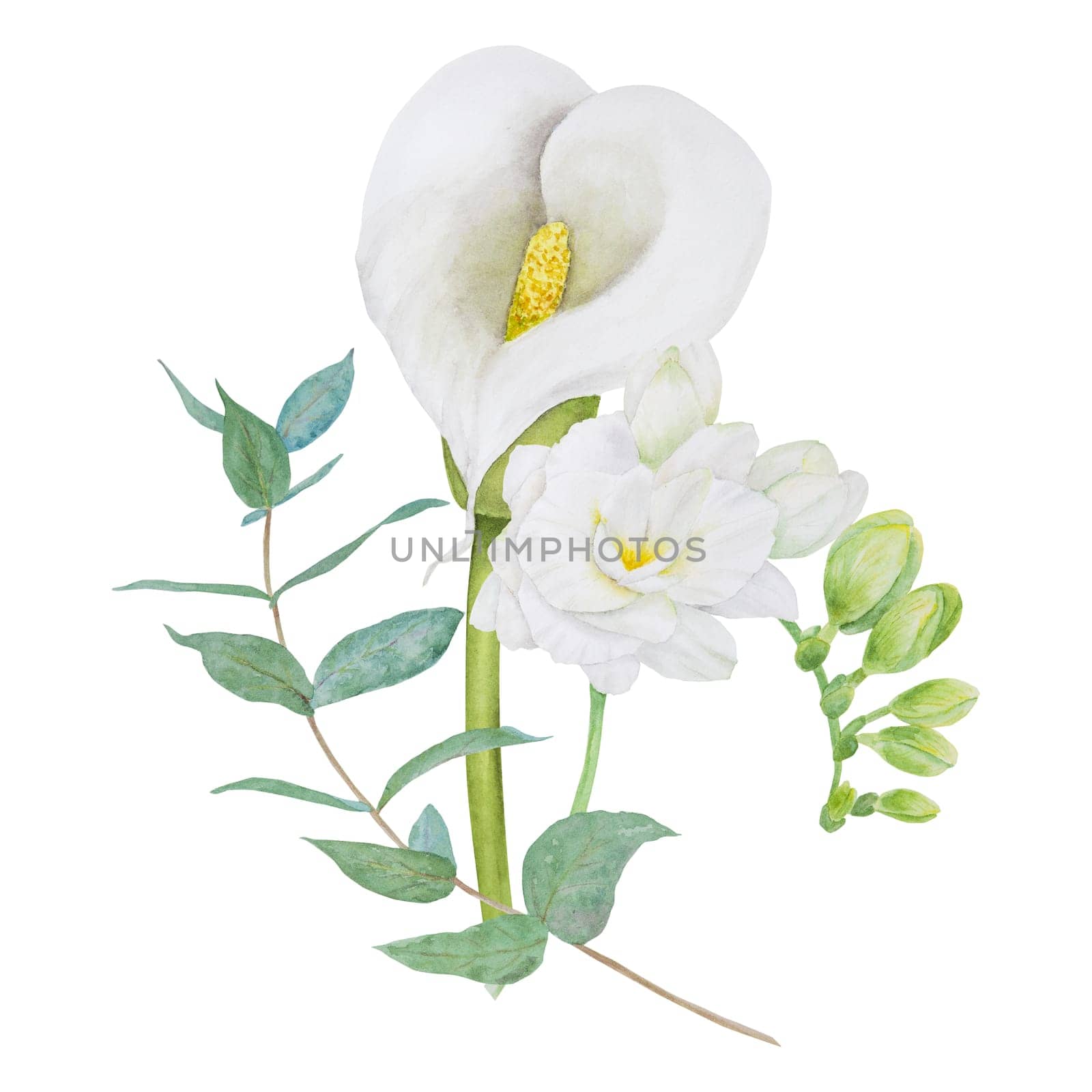 Watercolor clipart of white calla lily, freesia flowers and eucaliptus branch. Hand drawn floral illustration for wedding invitation, floristic, beauty salon. Isolated composition. tropical water arum by florainlove_art