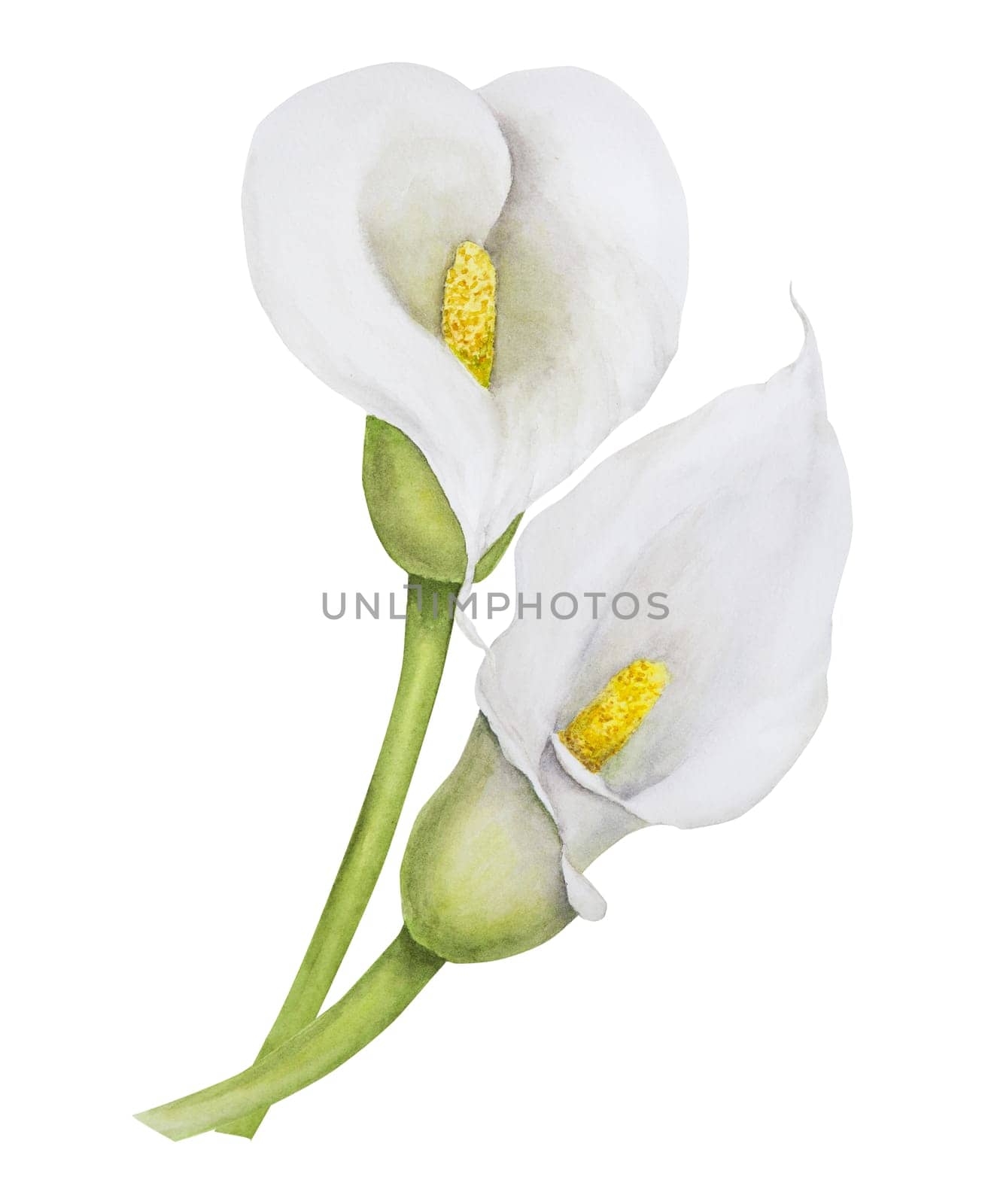 Watercolor clipart of white calla lily flowers and eucalipt. Hand drawn floral illustration for wedding invitations, floristic salons, cosmetics, beauty. Isolated composition tropical water arum for greetings, prints, posters