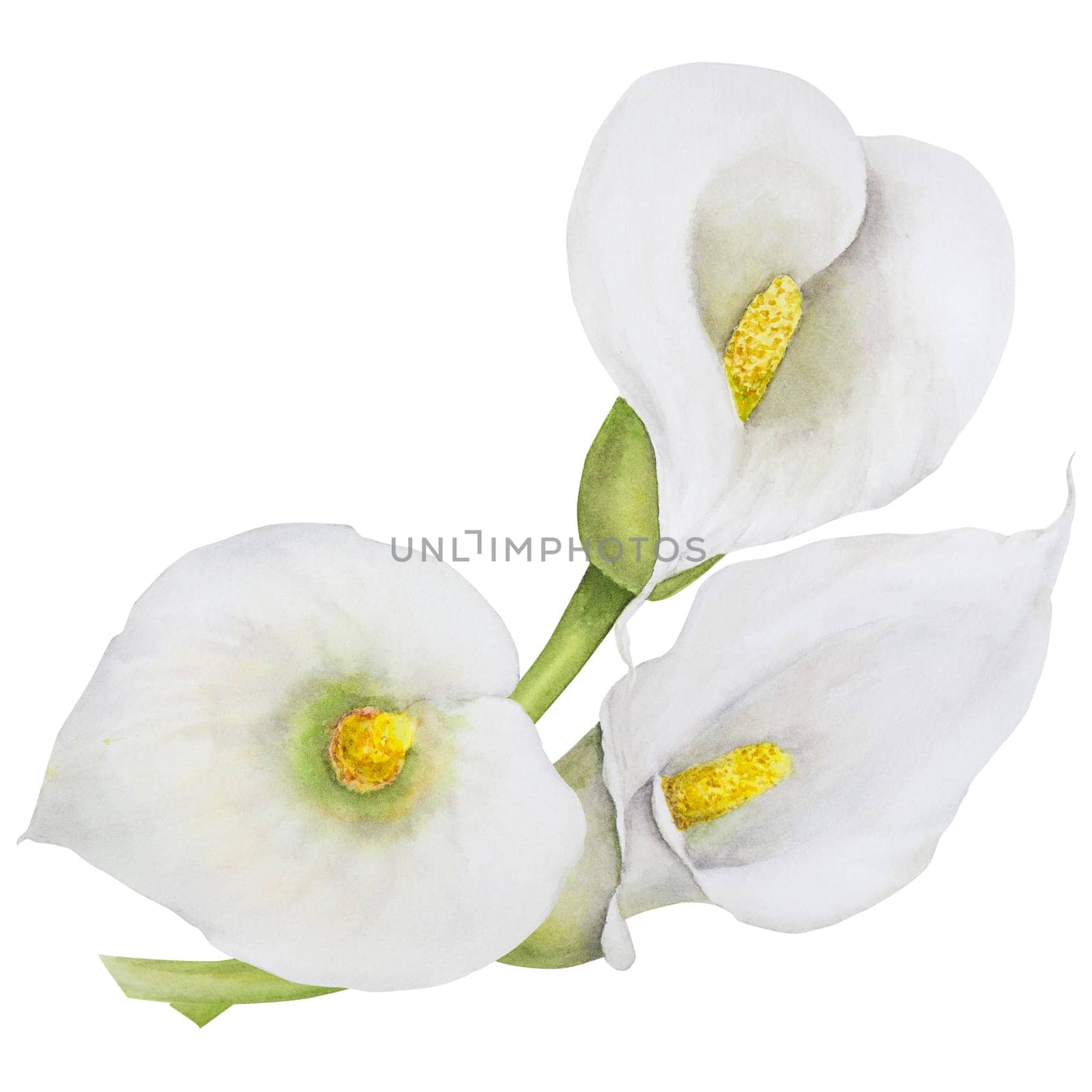 Watercolor clipart of white calla lily flowers and eucalipt. Hand drawn floral illustration for wedding invitations, floristic salons, cosmetics, beauty. Isolated composition tropical water arum for greetings, prints, posters