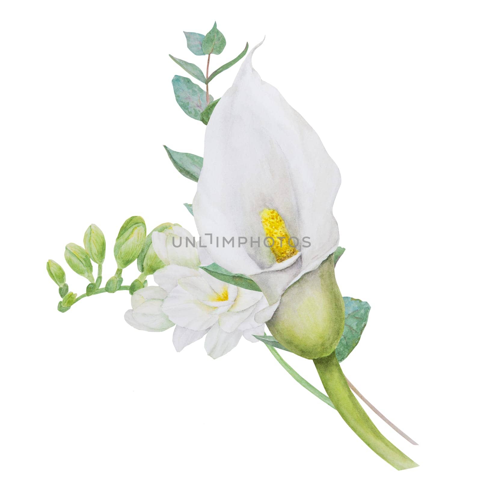 Watercolor clipart of white calla lily, freesia flowers and eucaliptus branch. Hand drawn floral illustration for wedding invitation, floristic, beauty salon. Isolated composition. tropical water arum by florainlove_art