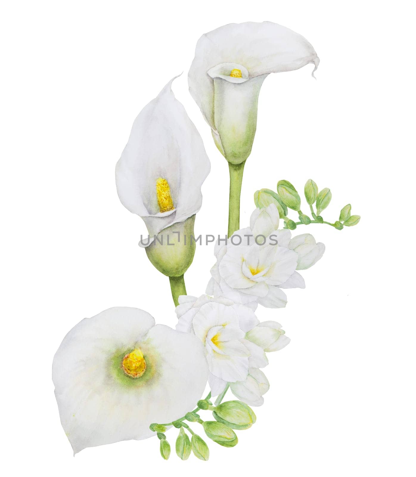 Watercolor clipart of white calla lily flowers and eucalipt. Hand drawn floral illustration for wedding invitations, floristic salons, cosmetics, beauty. Isolated composition tropical water arum for greetings, prints, posters