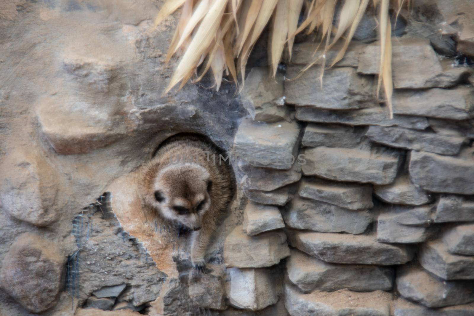 Meerkat playing in the sand