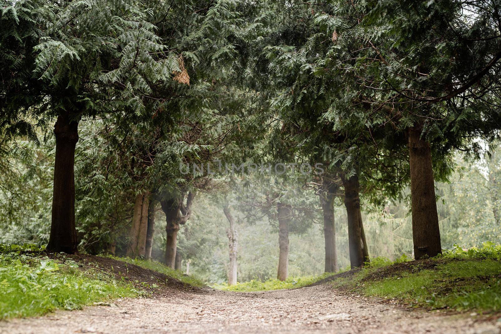 Beautiful nature. Pathway in the misty pine forest