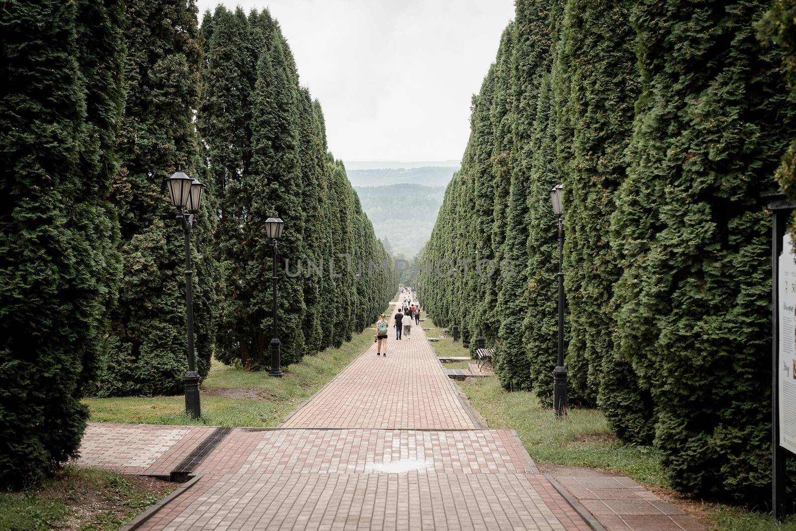 Cypress trees alley, tree lined road