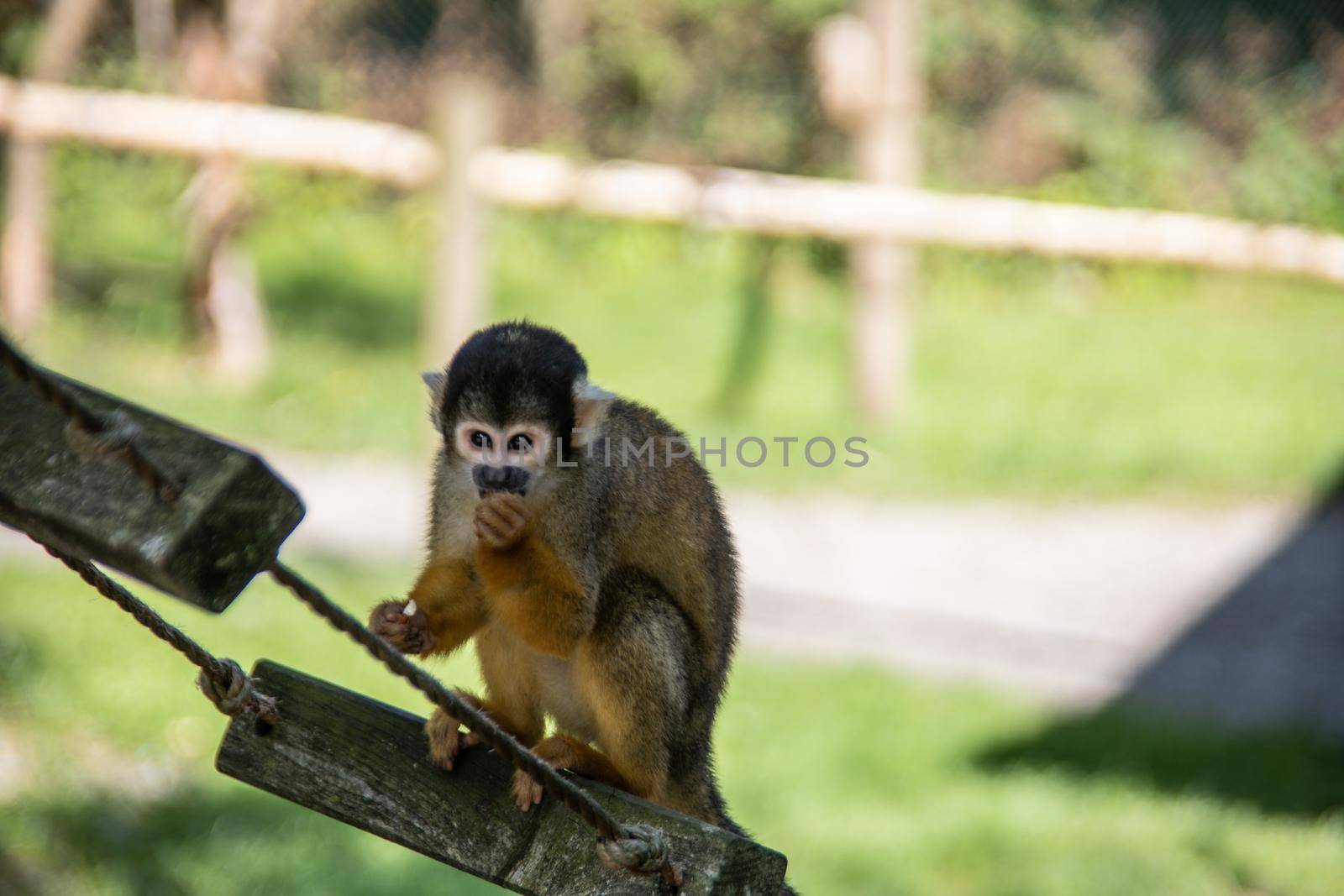 Squirrel monkey climbing in the tree