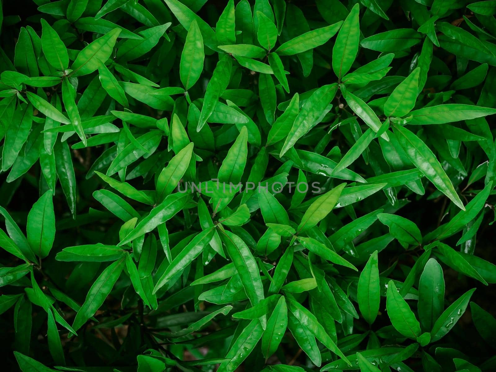 Close-up group of green laves of plant, abstract background texture concepts. by wattanaphob