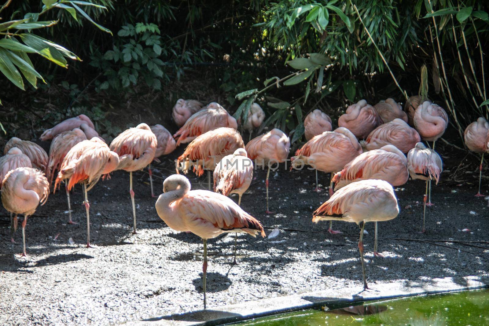 Flamingos with long legs strut around