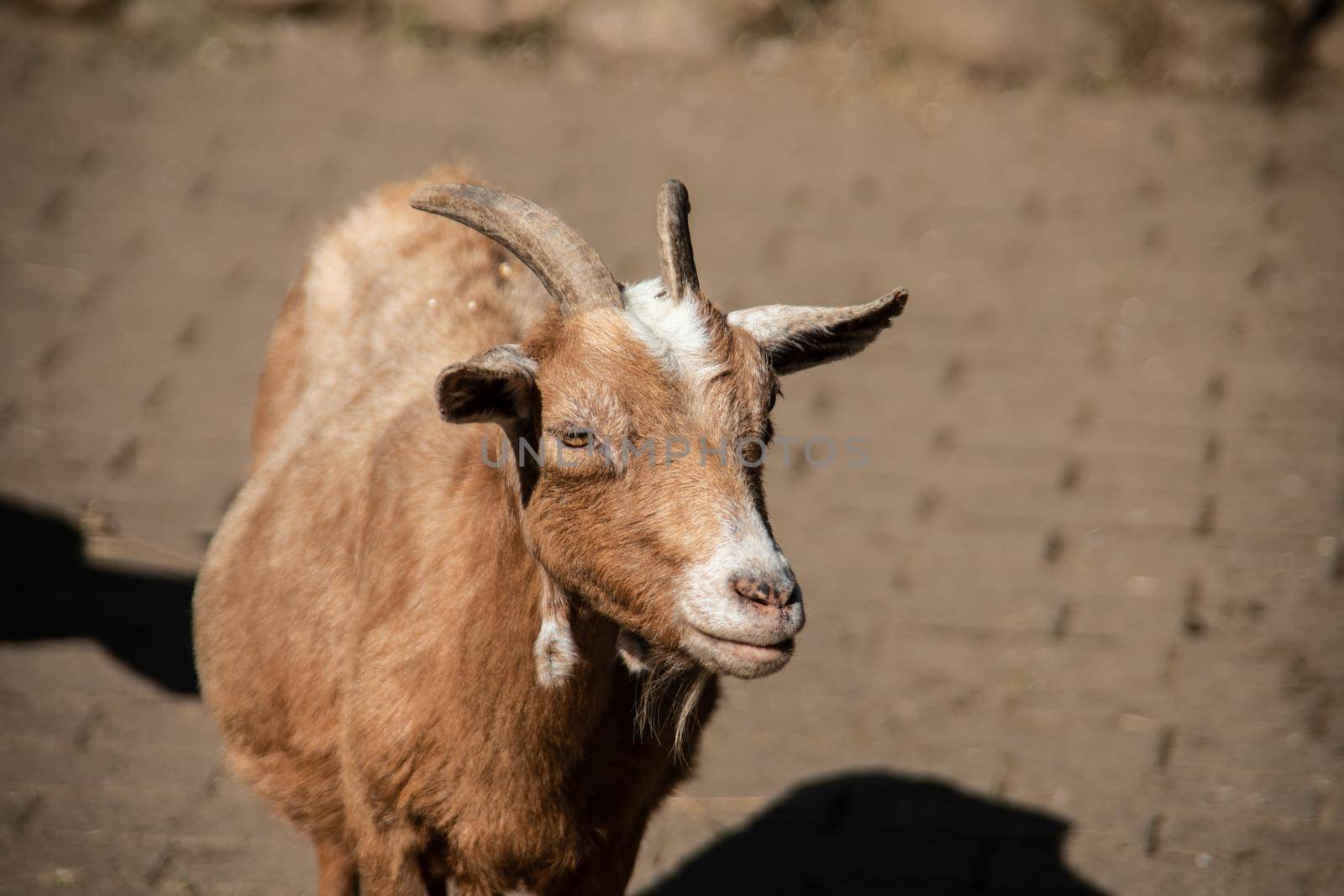 brown looking Goat with horns