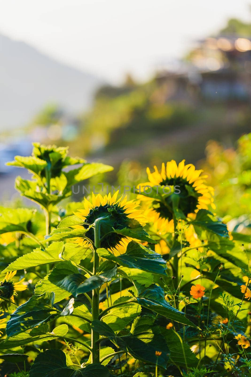 sunflowers sunrise in the morning by Wmpix