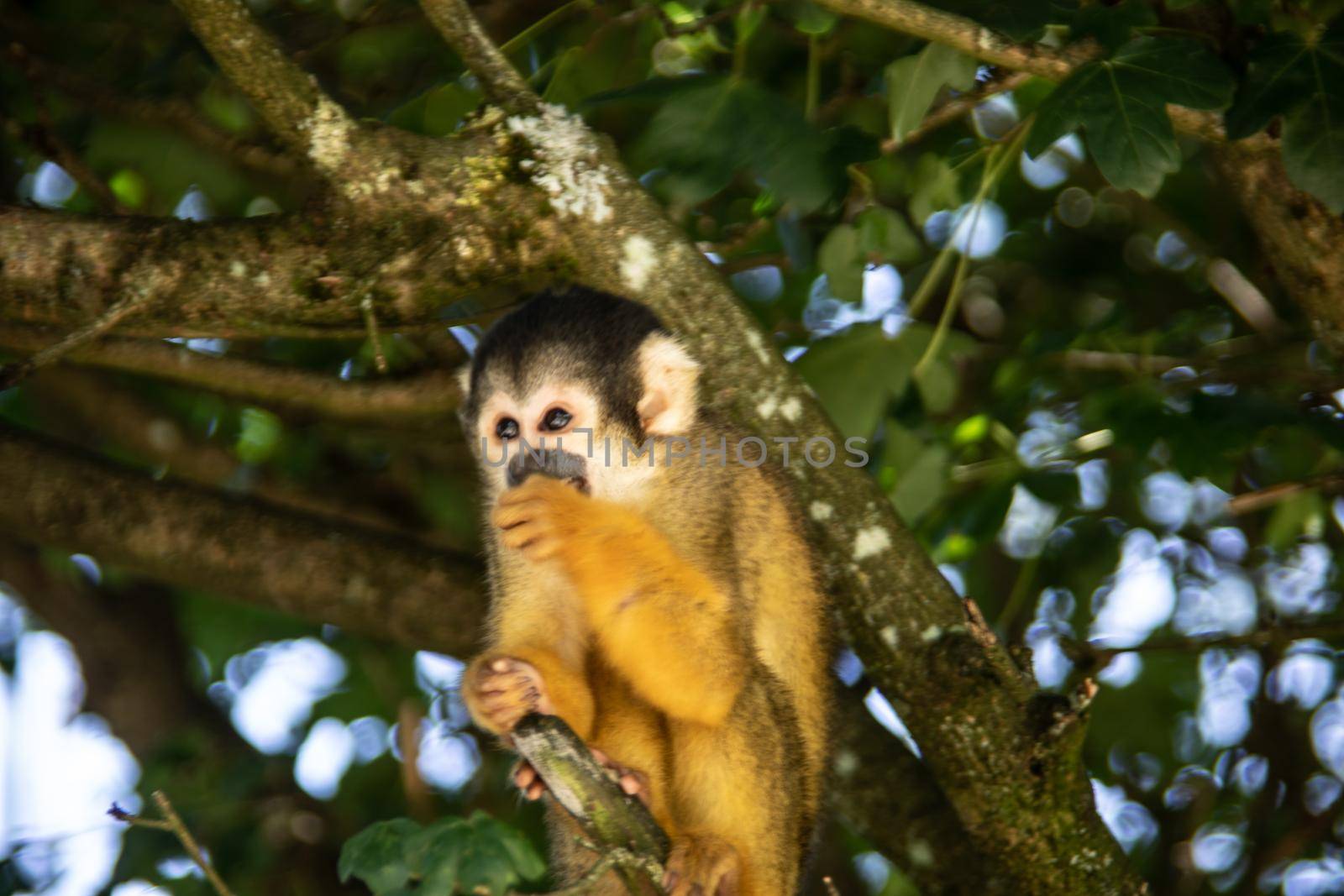Squirrel monkey climbing in the tree