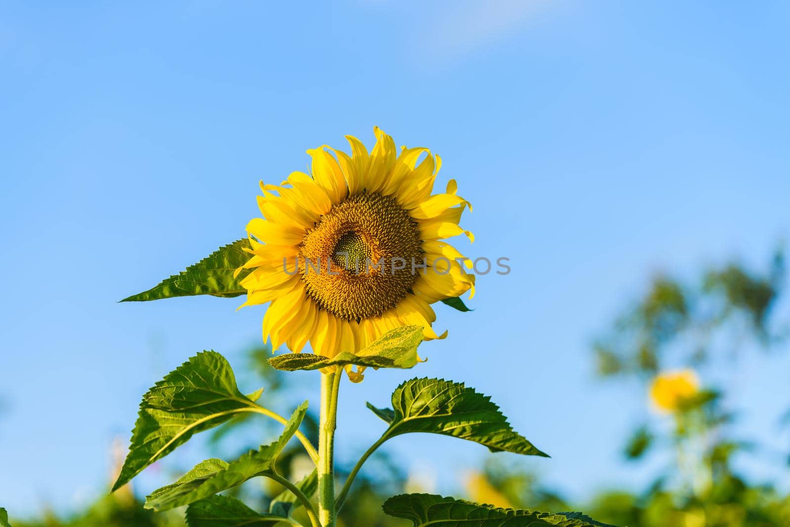 sunflowers sunrise in the morning