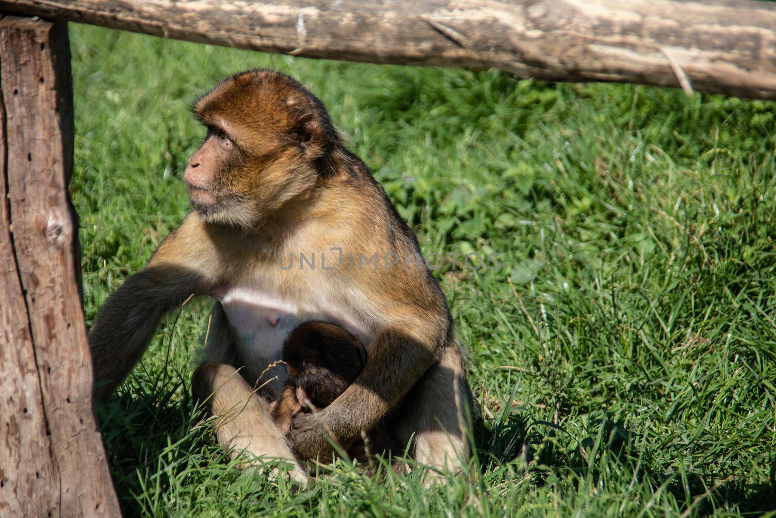 Berber monkeys at waterhole