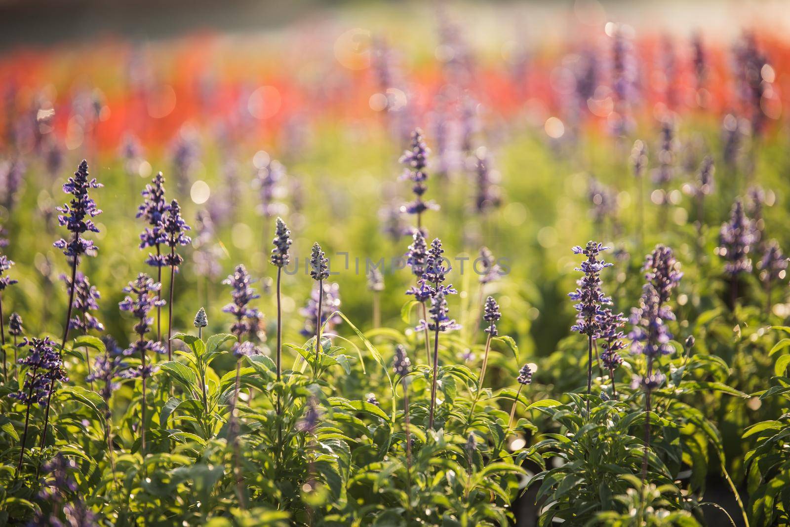 violet lavender flowers for nature background in the morning