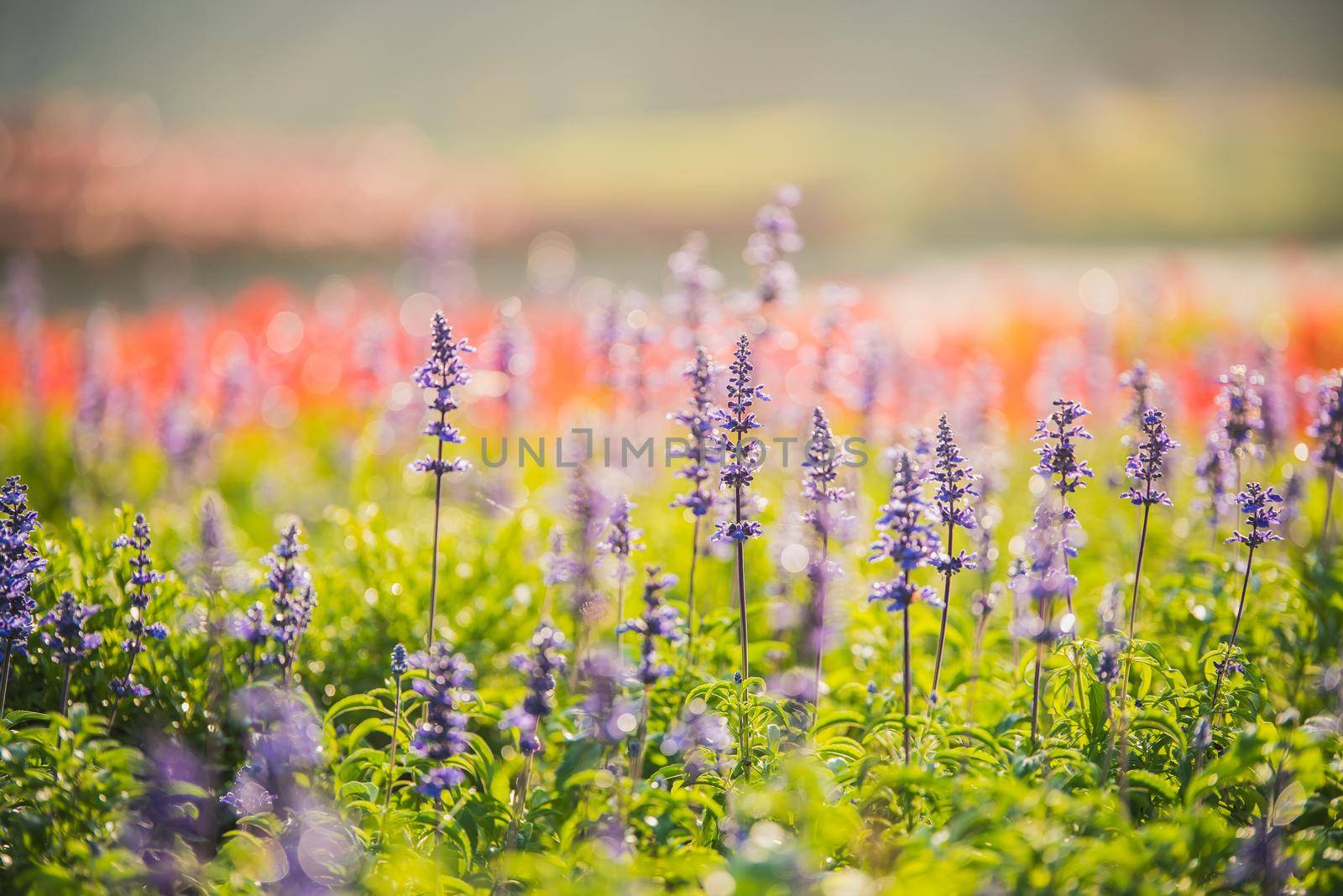 violet lavender flowers for nature background in the morning
