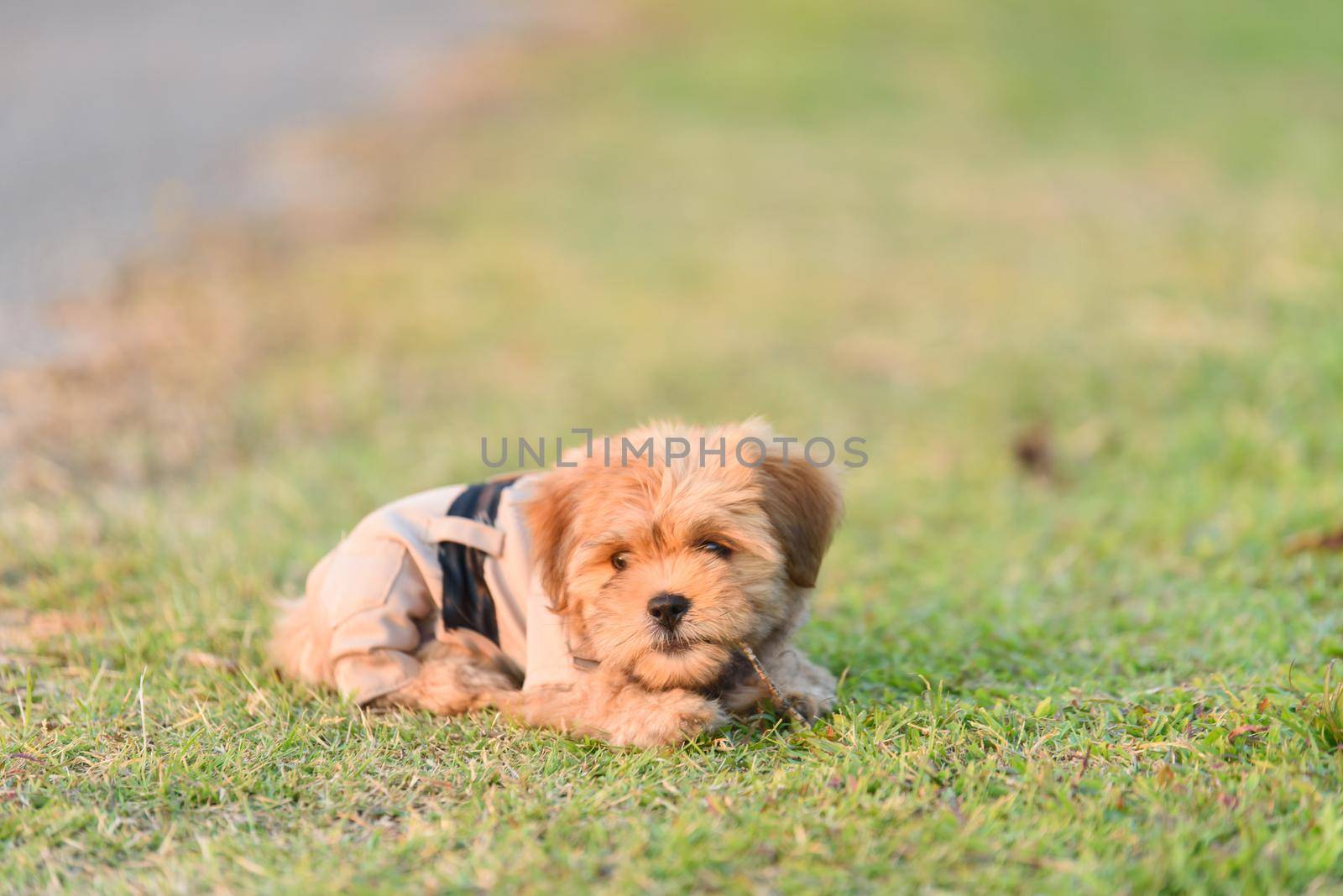 Shih tzu dog in the garden