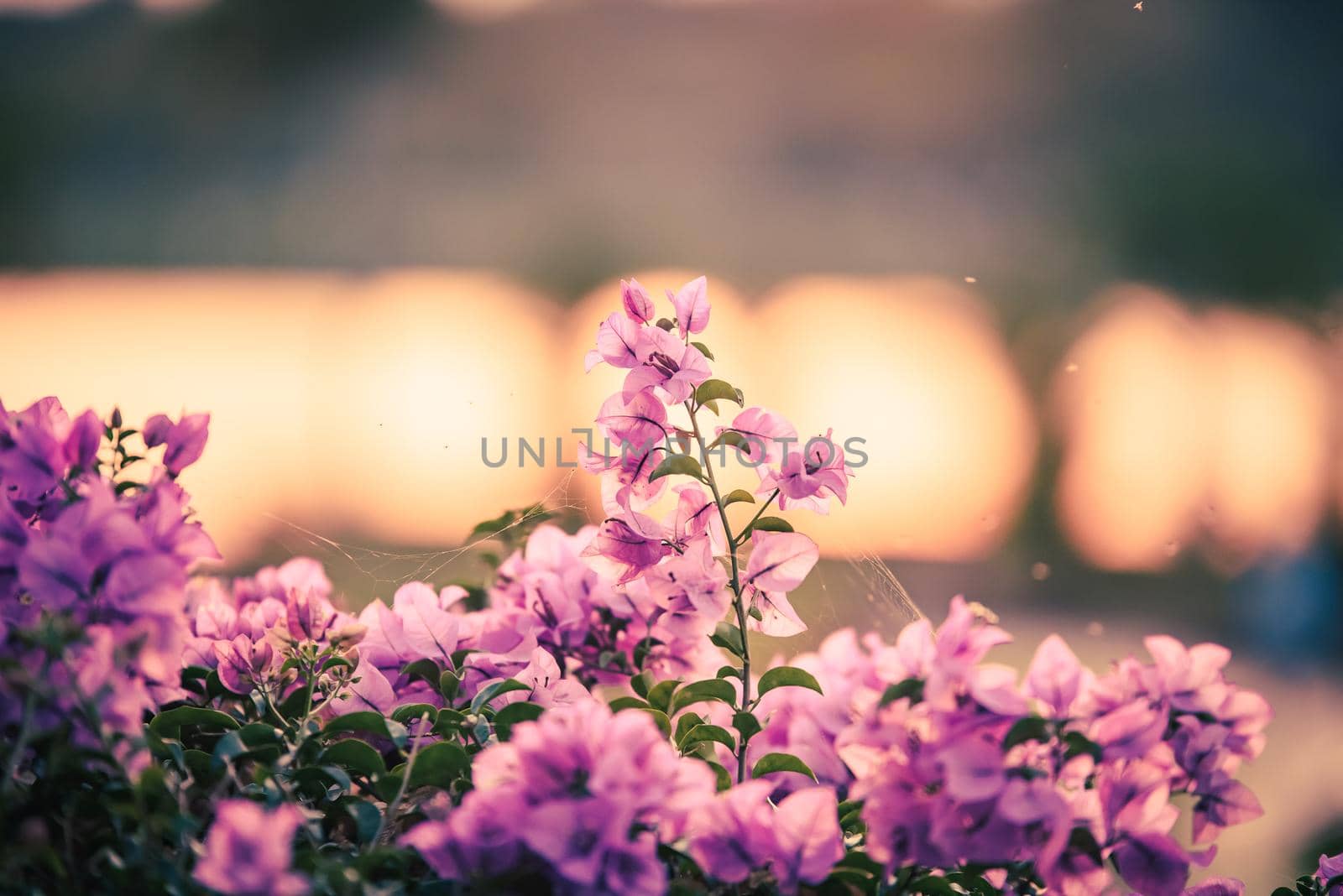 Bougainvillea's flowers vintage