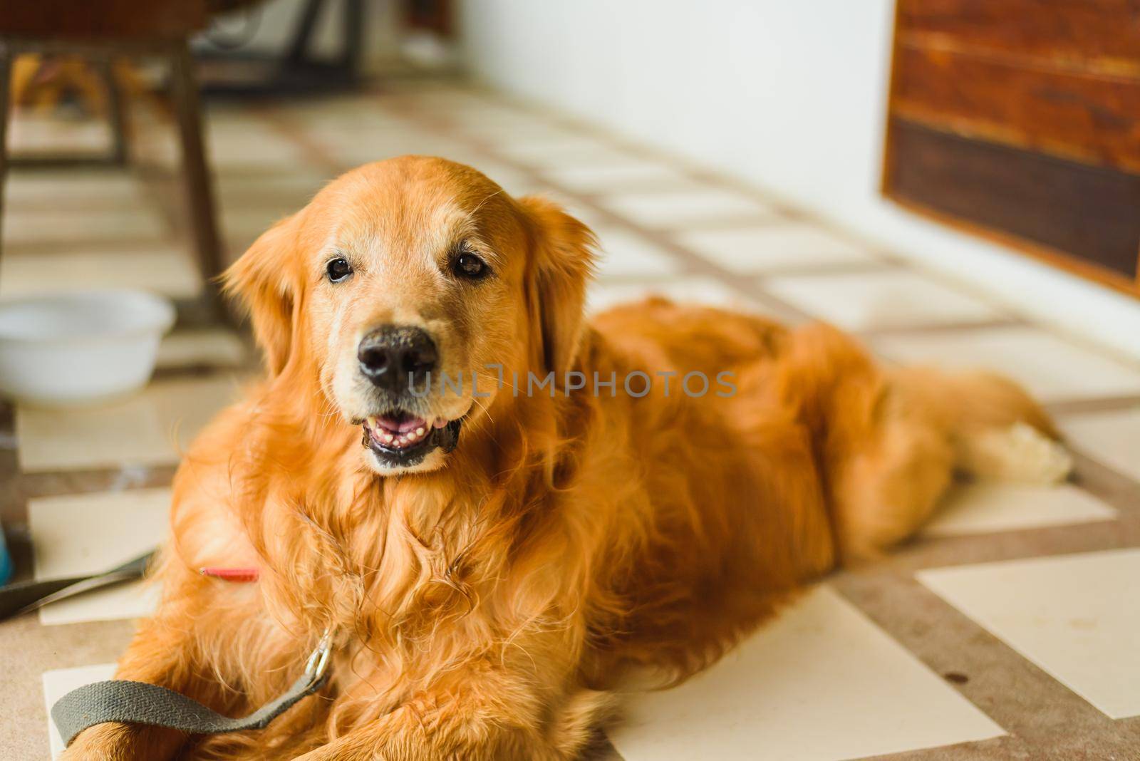Golden Retriever Dog sitting outdoor