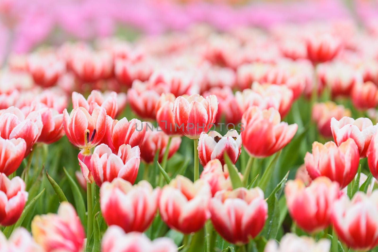 tulip flowers in the garden by Wmpix