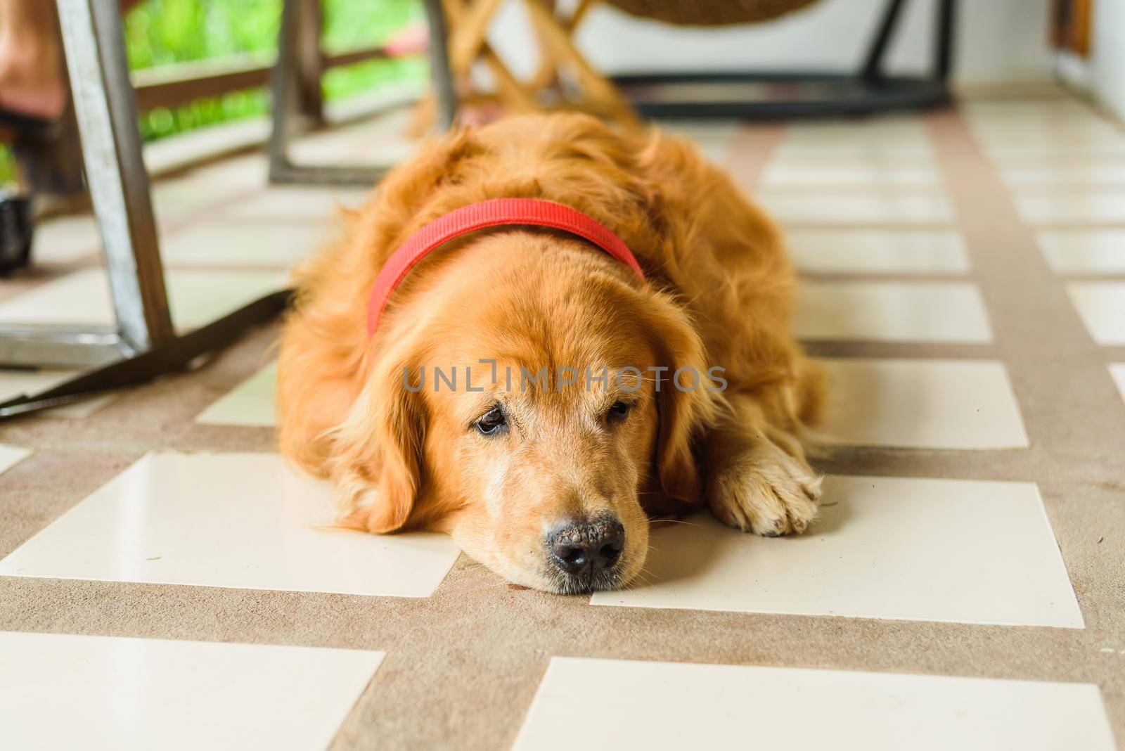 Dog golden retriever outdoor by Wmpix