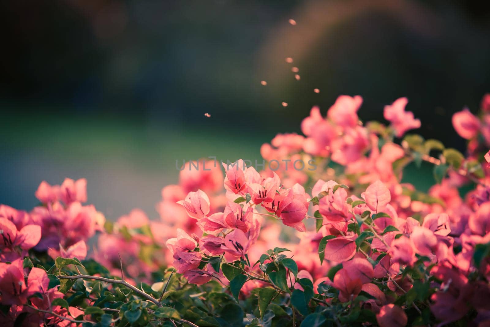 Bougainvillea's flowers vintage