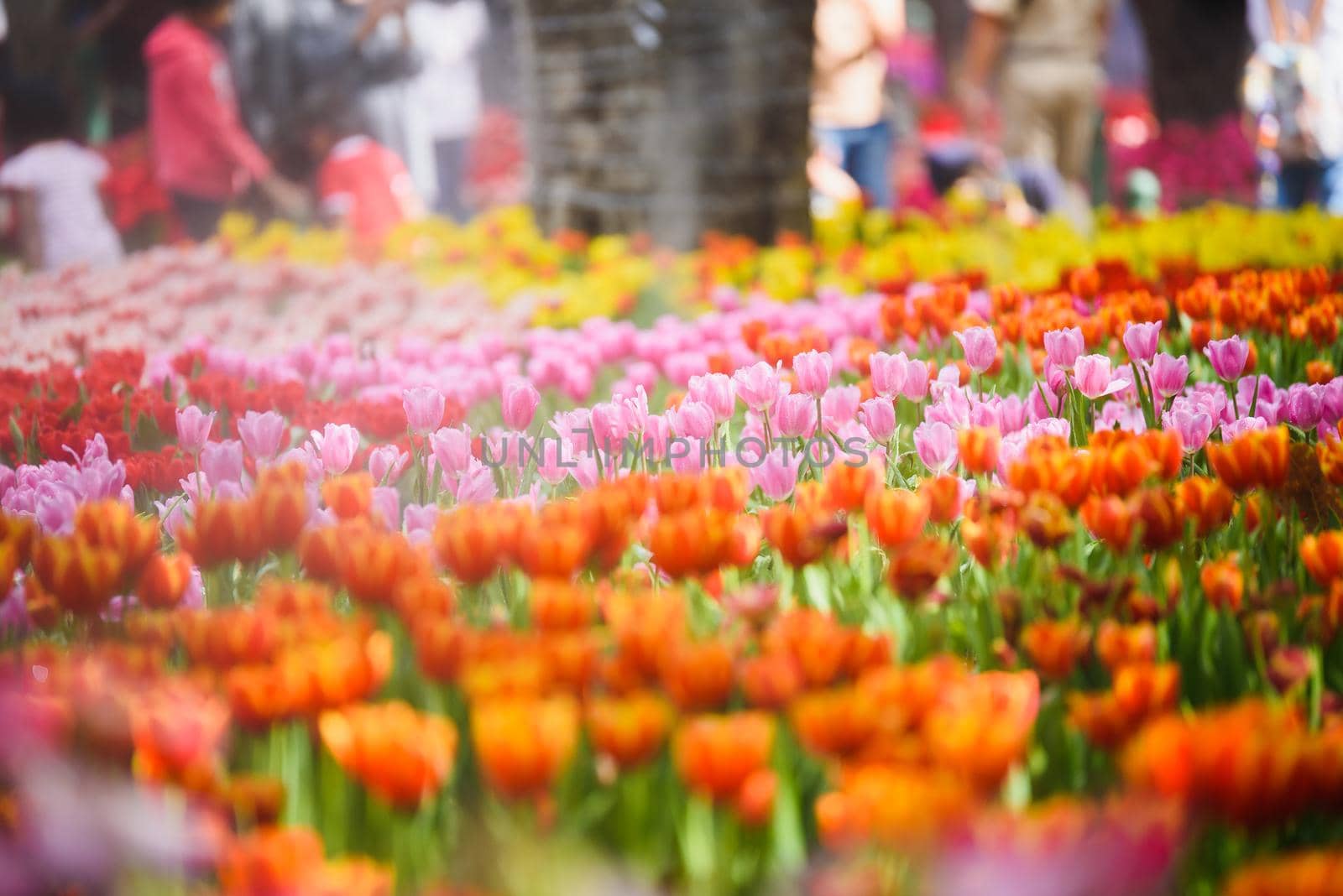 tulip flowers in the garden by Wmpix