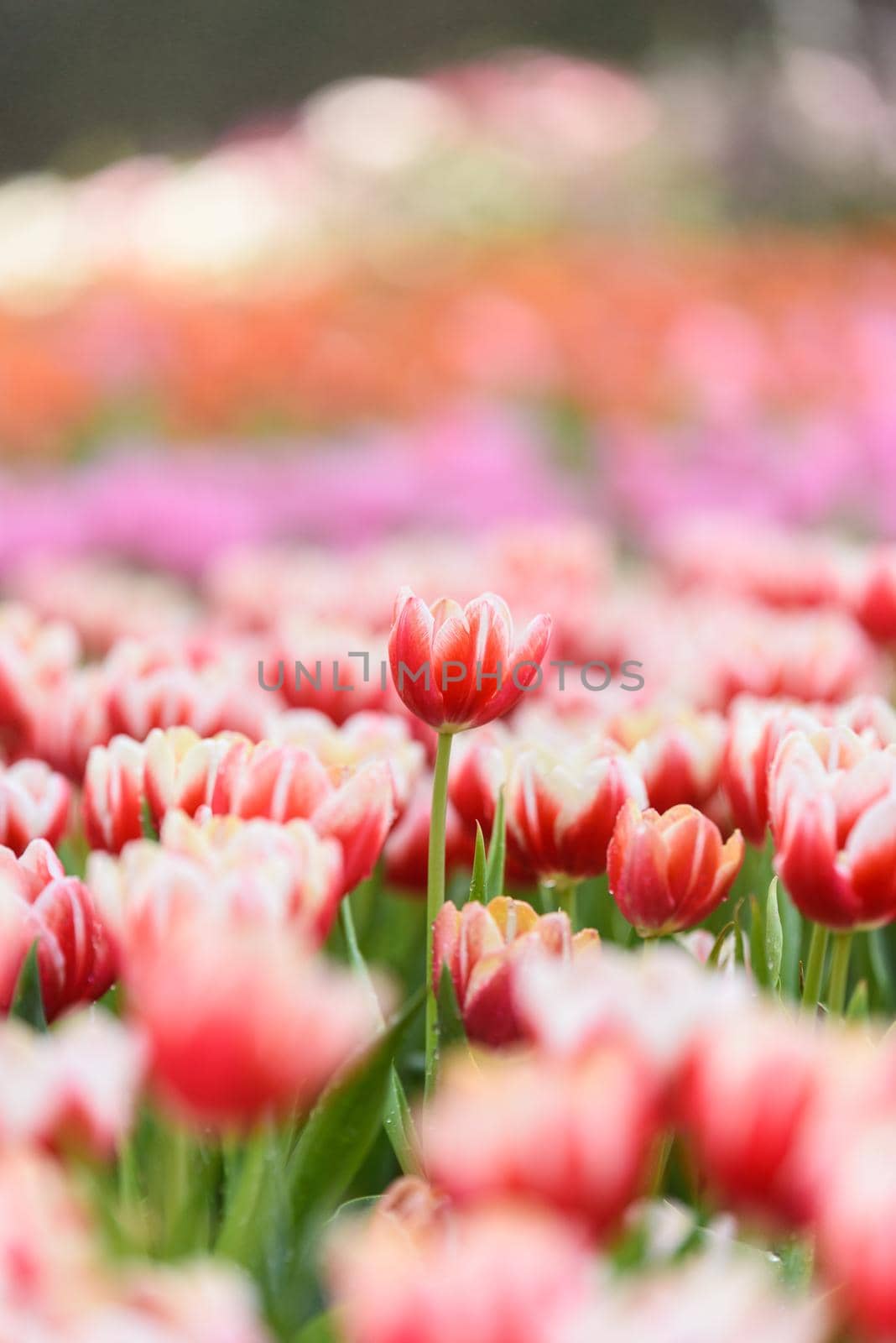 tulip flowers in the garden by Wmpix