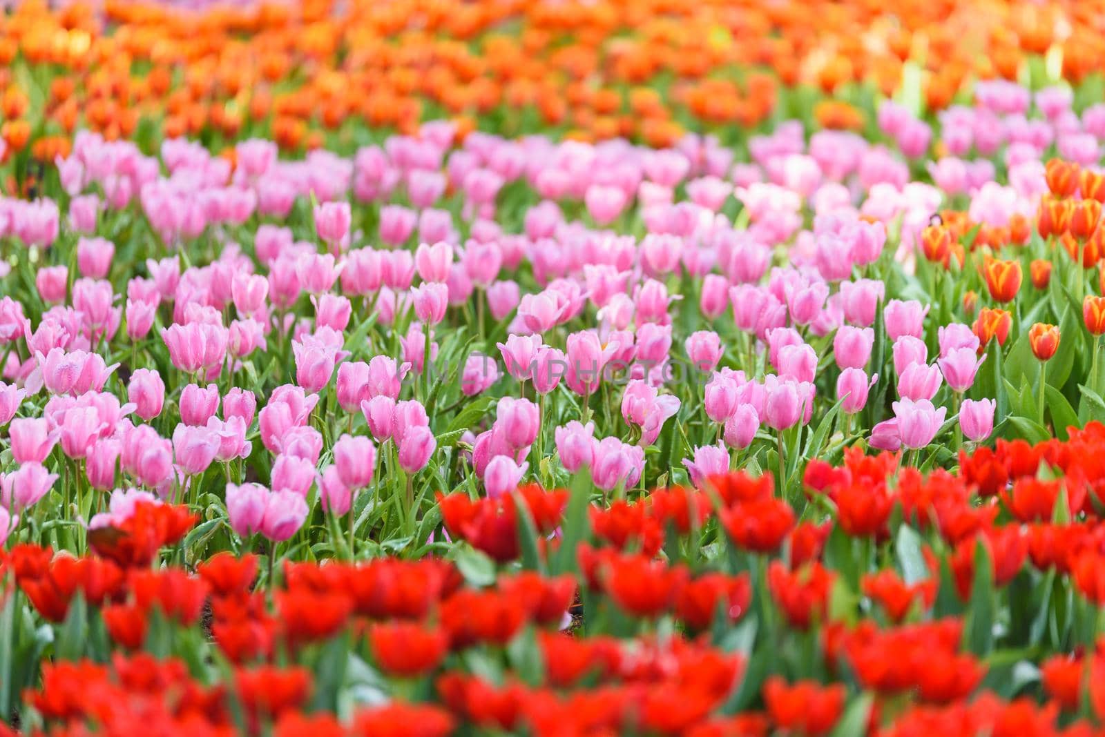 tulip flowers in the garden