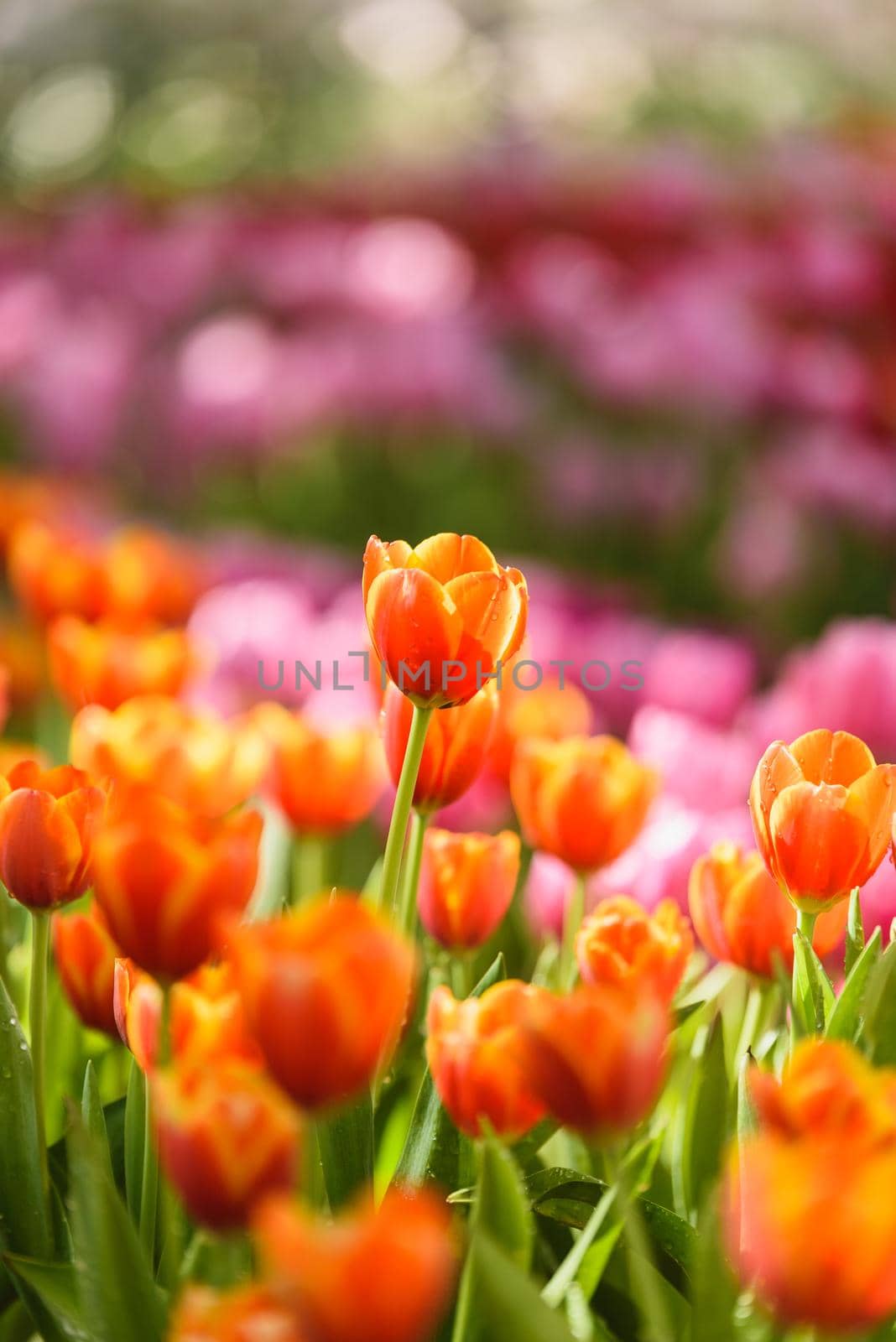 tulip flowers in the garden by Wmpix