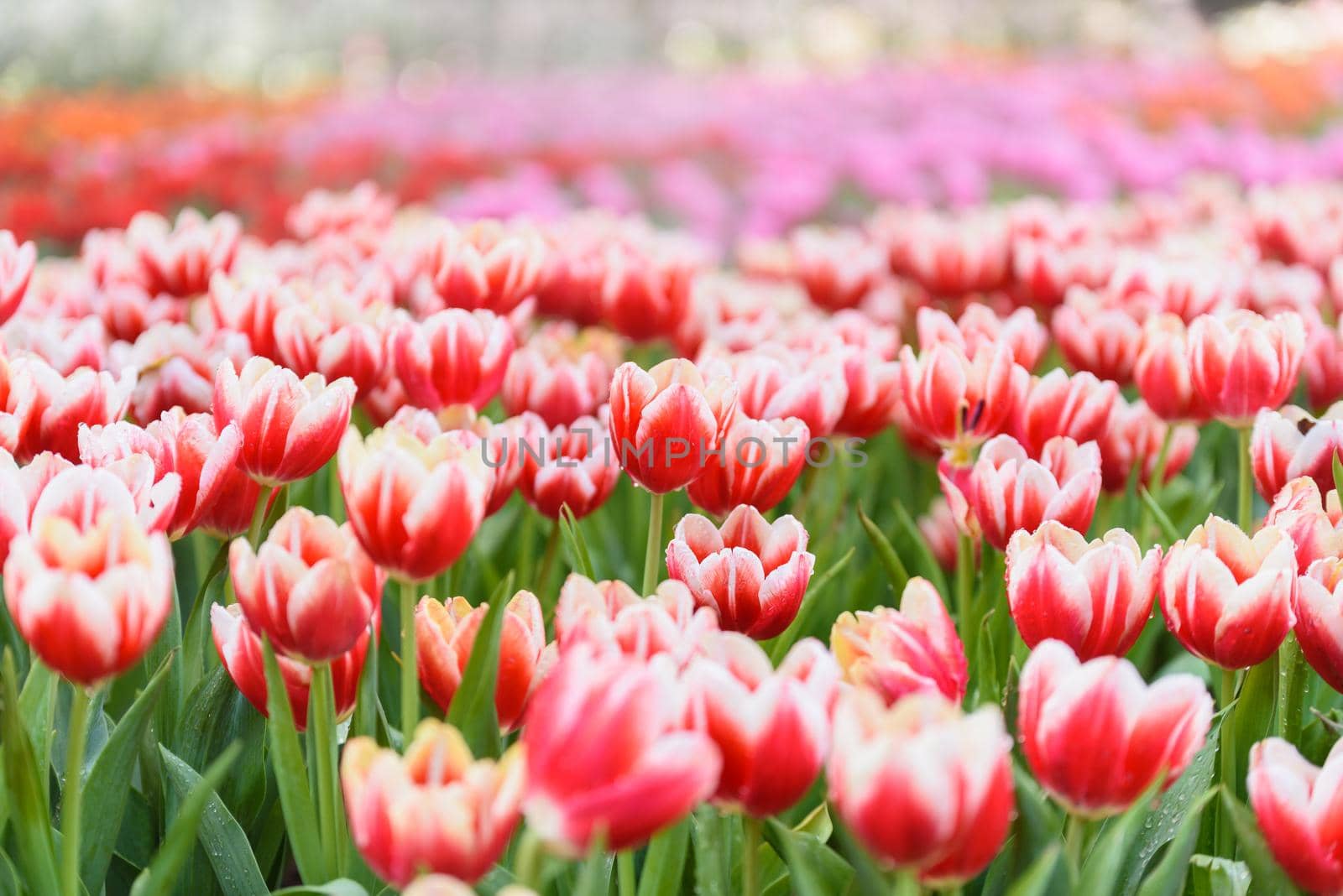 tulip flowers in the garden