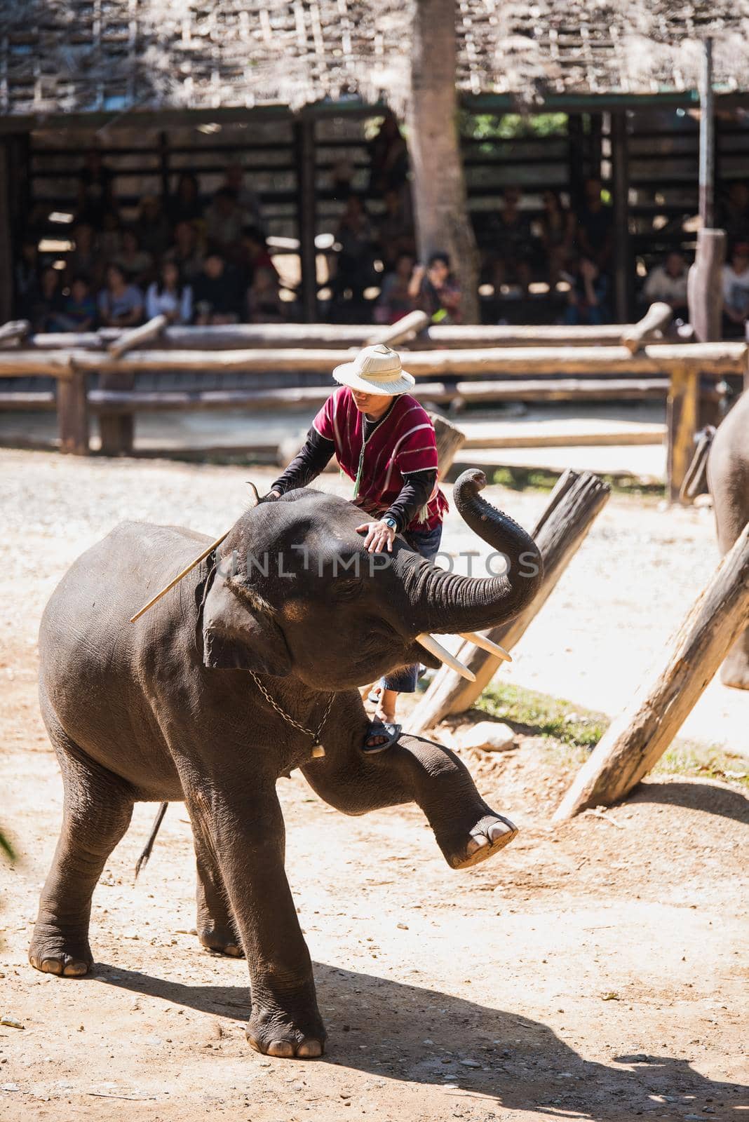 CHIANG MAI, THAILAND - JAN. 31: Daily elephant show at The Thai Elephant Conservation Center, mahout show how to ride and transport in forest, January 31, 2016 in Chiang Mai, Thailand. by Wmpix