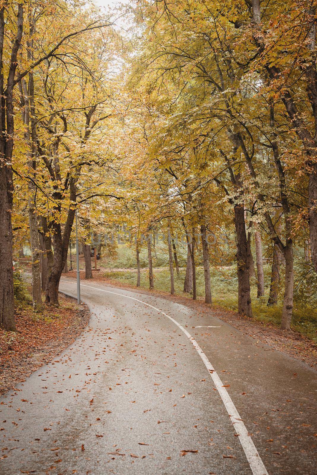 road in autumn forest by Desperada