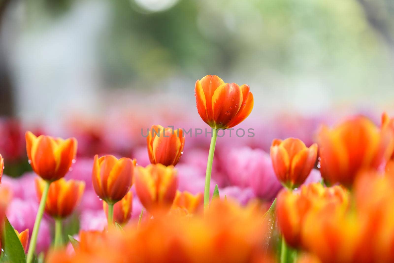 tulip flowers in the garden by Wmpix