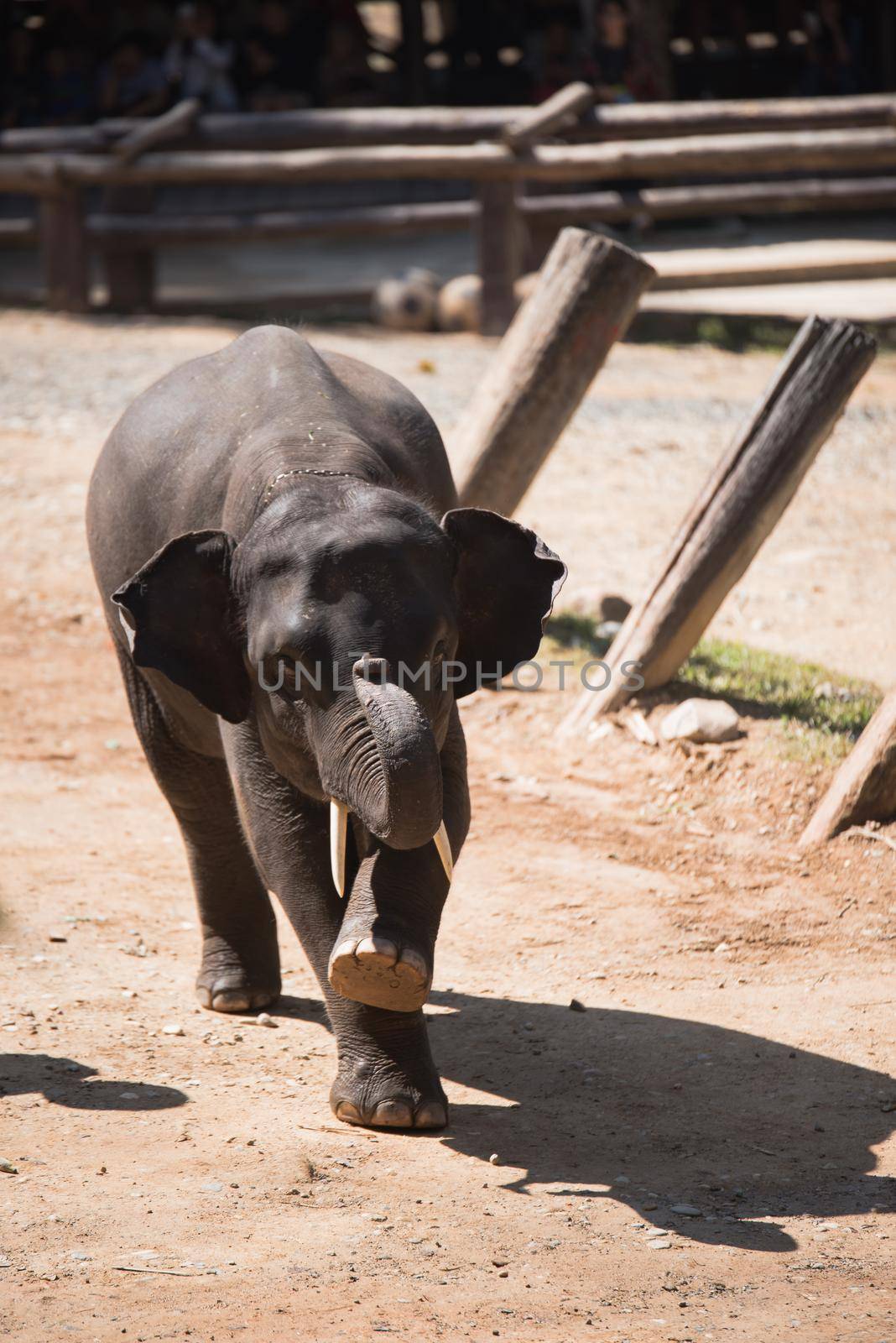 elephant baby dance show by Wmpix