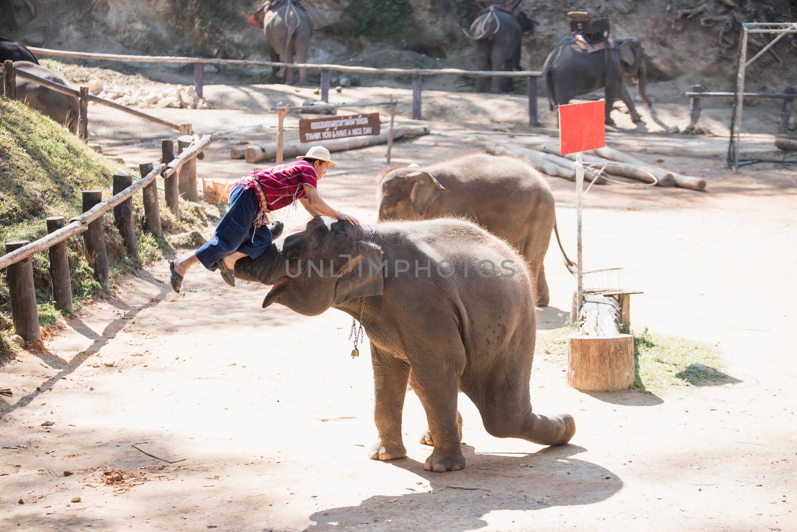 CHIANG MAI, THAILAND - JAN. 31: Daily elephant show at The Thai Elephant Conservation Center, mahout show how to ride and transport in forest, January 31, 2016 in Chiang Mai, Thailand.