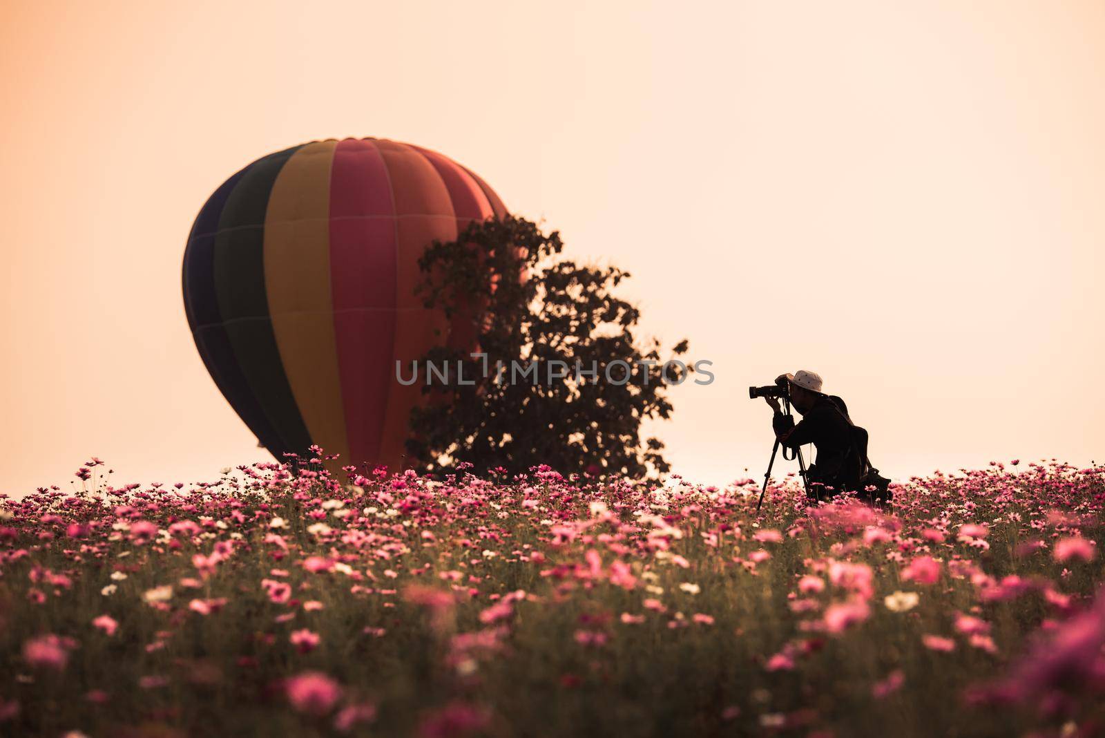 tourist taking photos of hot air balloon at cosmos flowers field