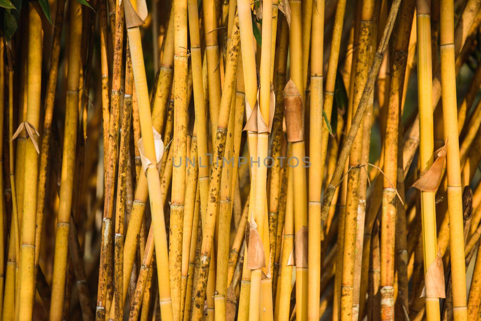 bamboo forest by Wmpix