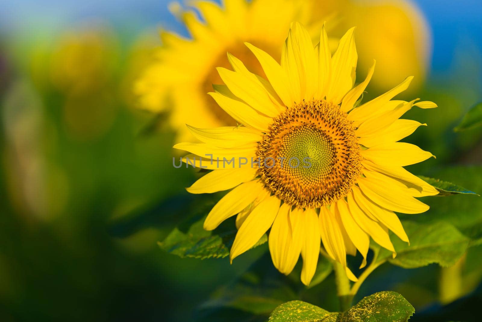 sunflowers sunrise in the morning by Wmpix