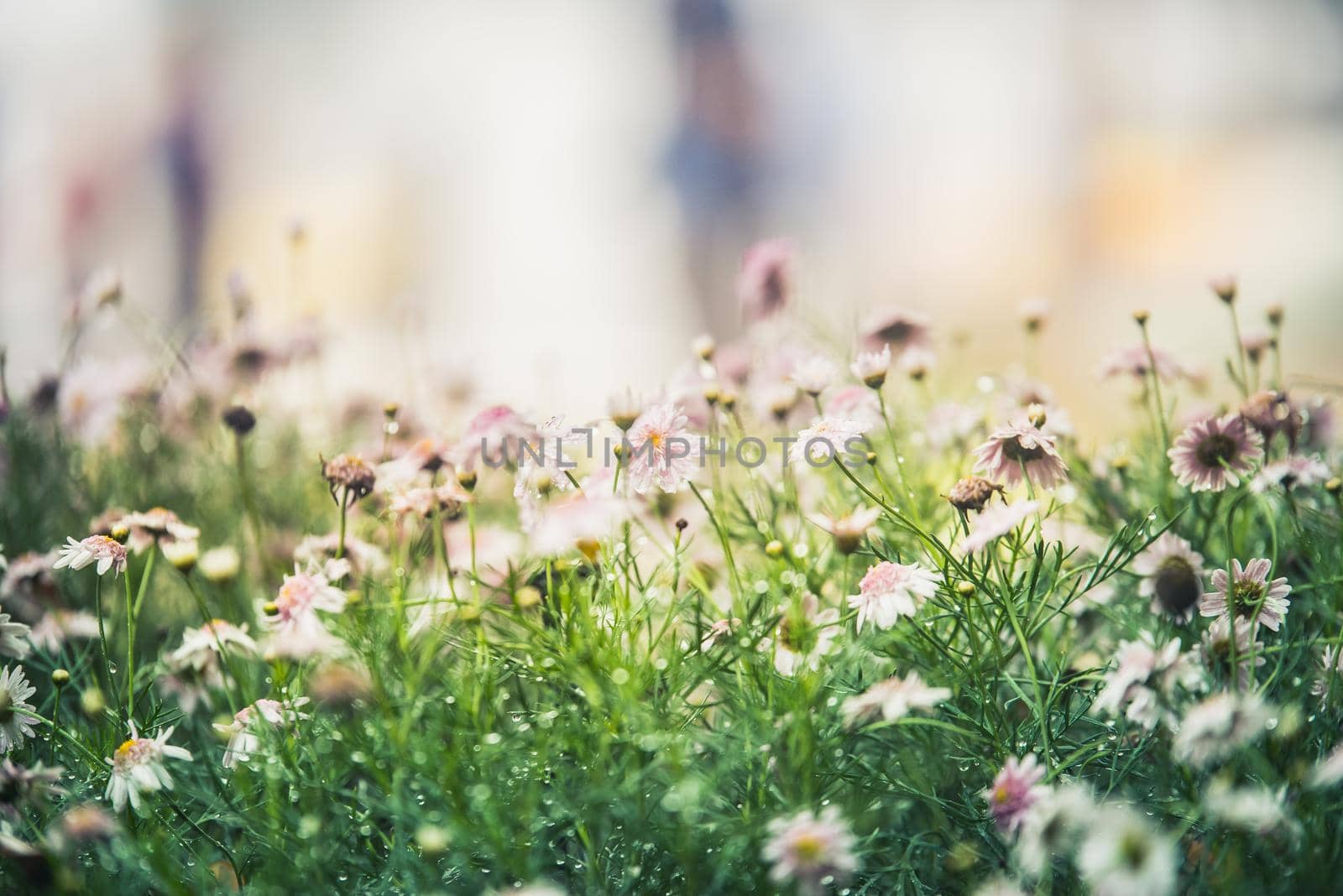 Vintage pink flowers in the morning by Wmpix