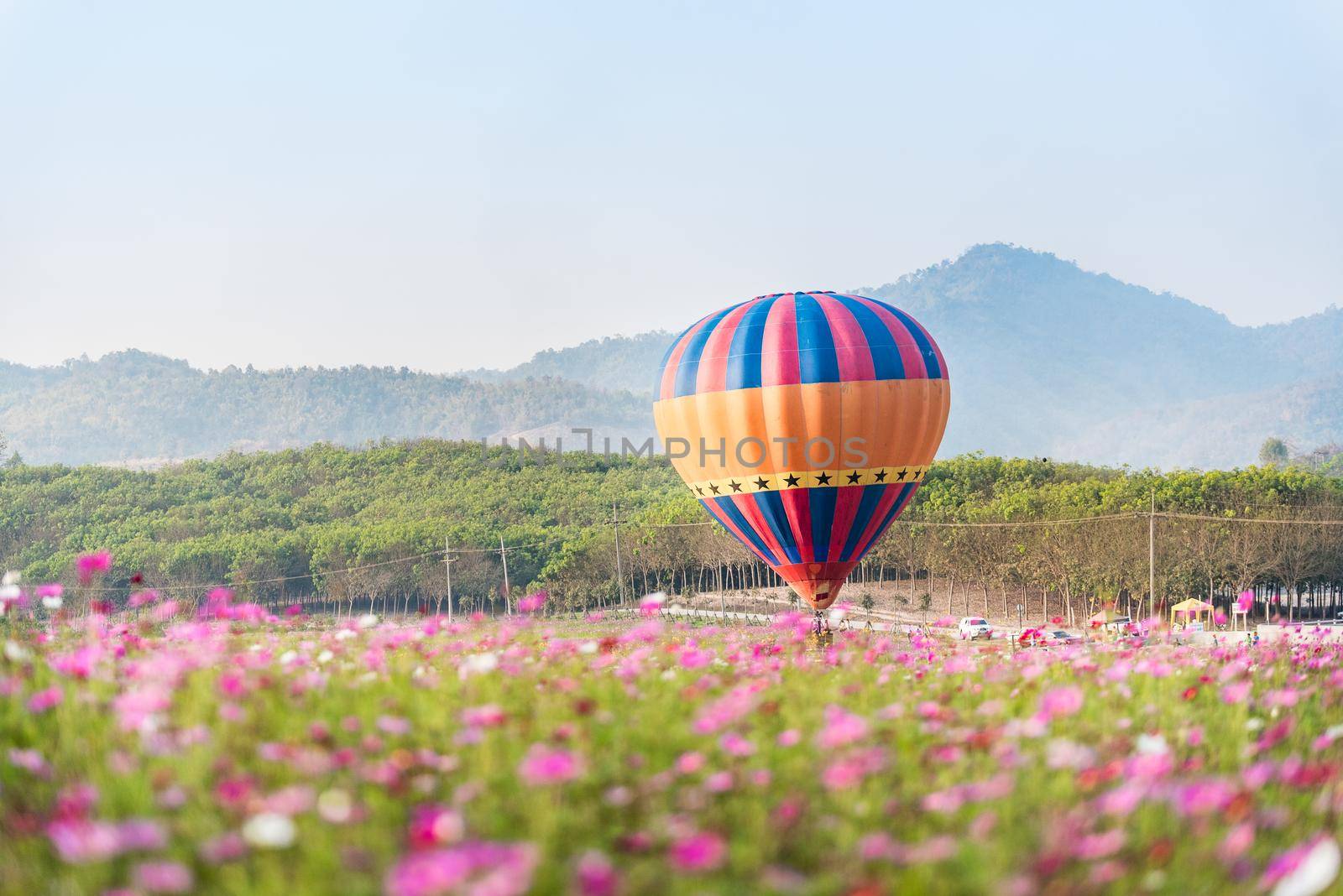 Hot air balloons floating over cosmos flowers field by Wmpix