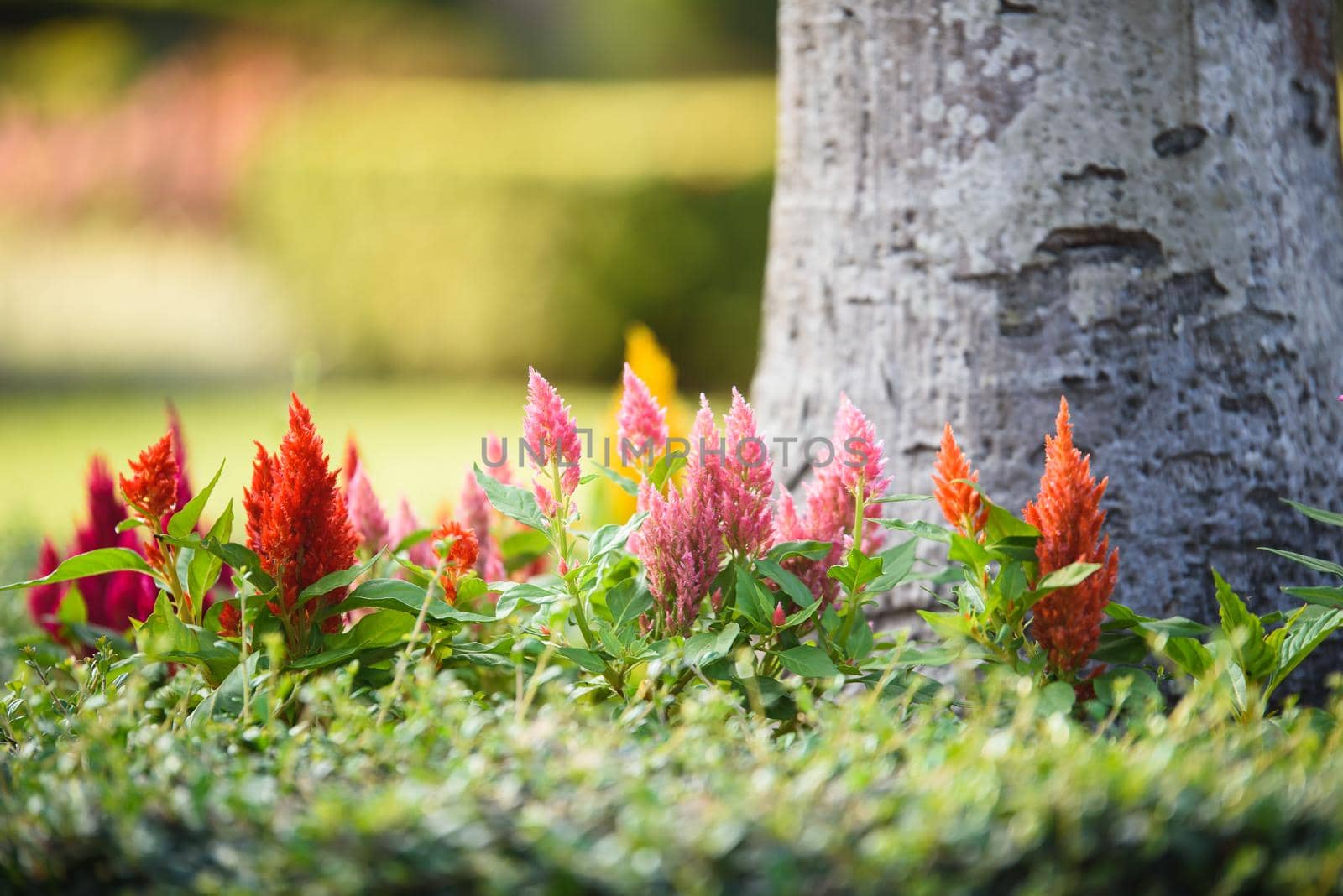 Colorful Cockscomb flowers by Wmpix