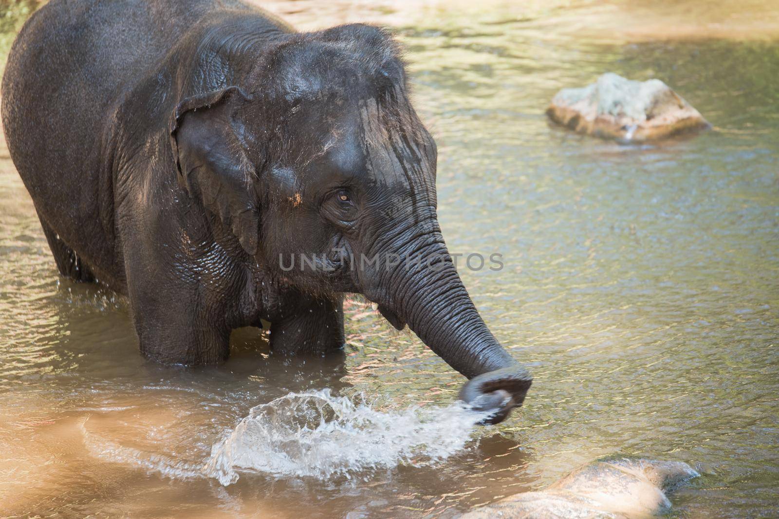 elephant at the zoo by Wmpix