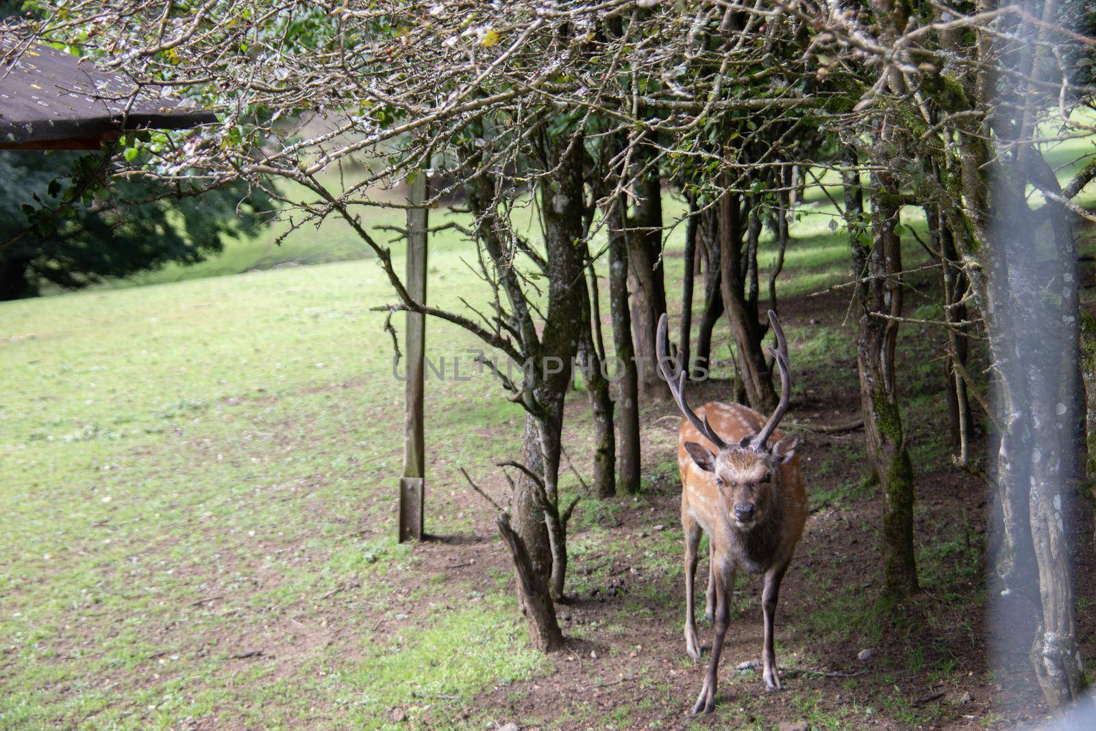 Deer at the edge of the forest and in the meadow
