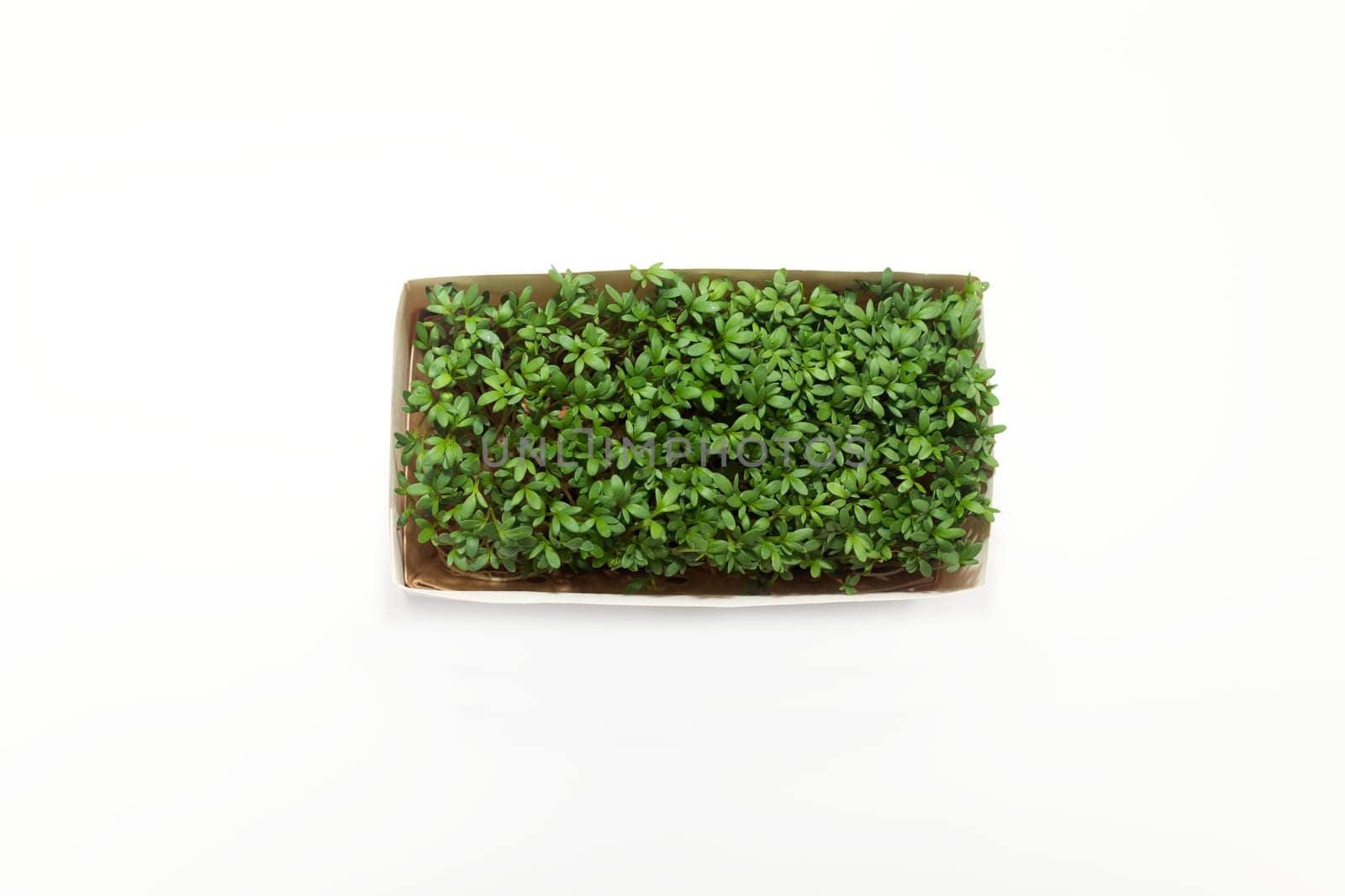 Isolated Edible Hairy Green Bittercresses, Cardamine Hirsuta Plant In Paper Box, Package On White Background, Tender Greens, Common Weed, Herb in Mustard Family Brassicaceae. Horizontal, Copy space