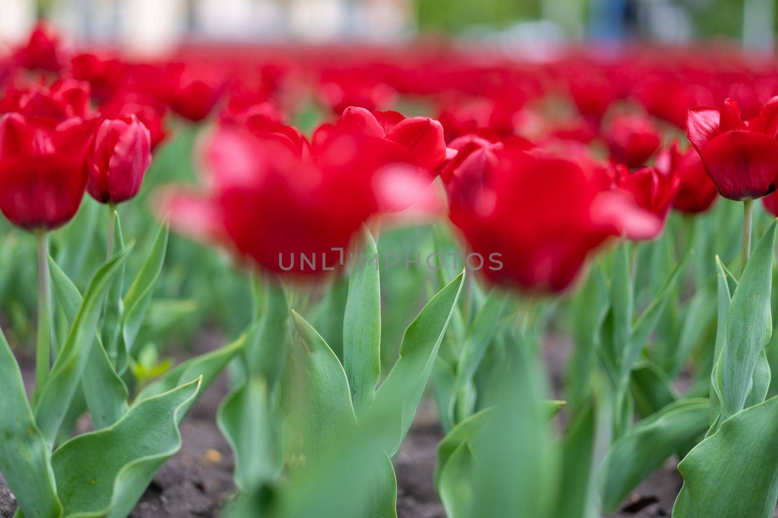 Red tulip flowers background outdoor Spring season flowers