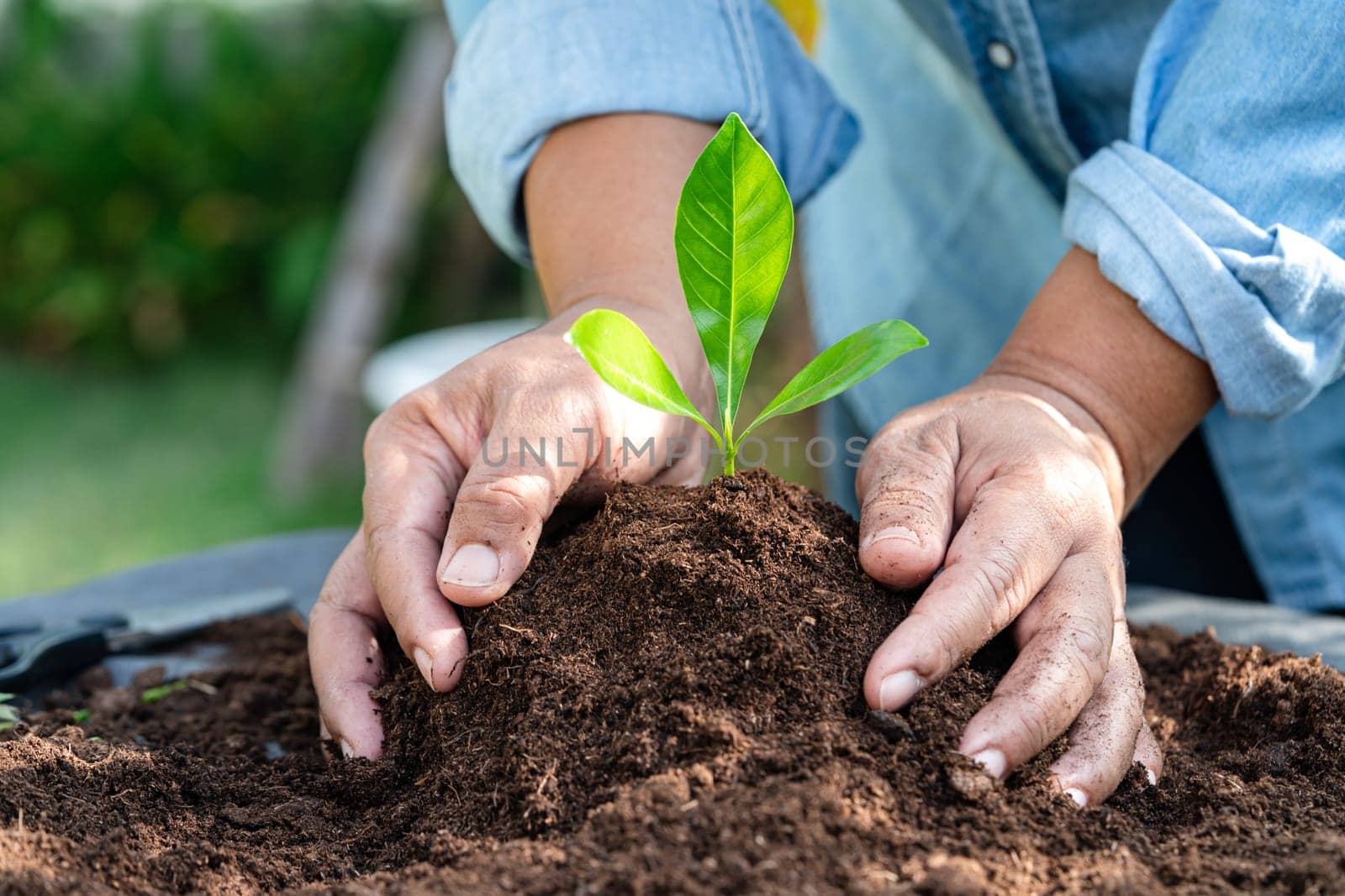 Gardener woman plant a tree with peat moss organic matter improve soil for agriculture organic plant growing, ecology concept.