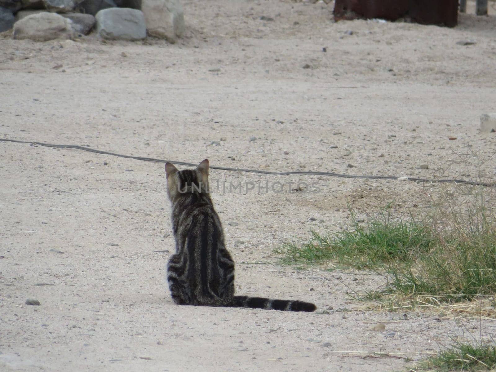 Stray Brown Tabby Cat Sitting on Ground by grumblytumbleweed