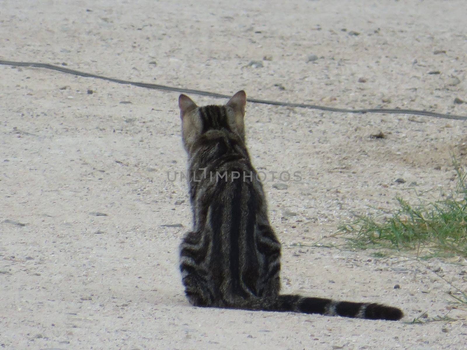 Stray Brown Tabby Cat Looking Away Sitting on Ground by grumblytumbleweed