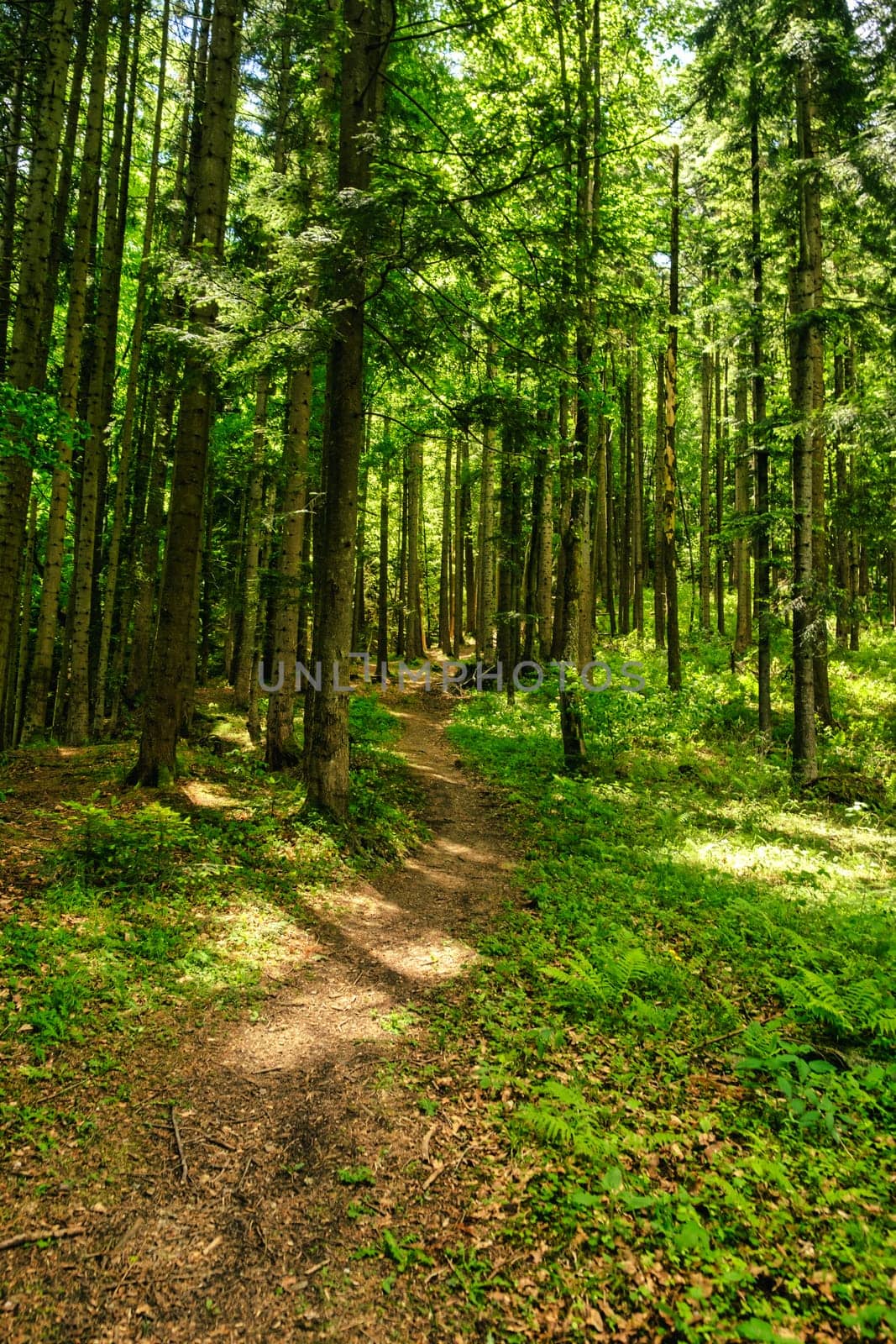 path in the woods. beautiful green forest. download photo